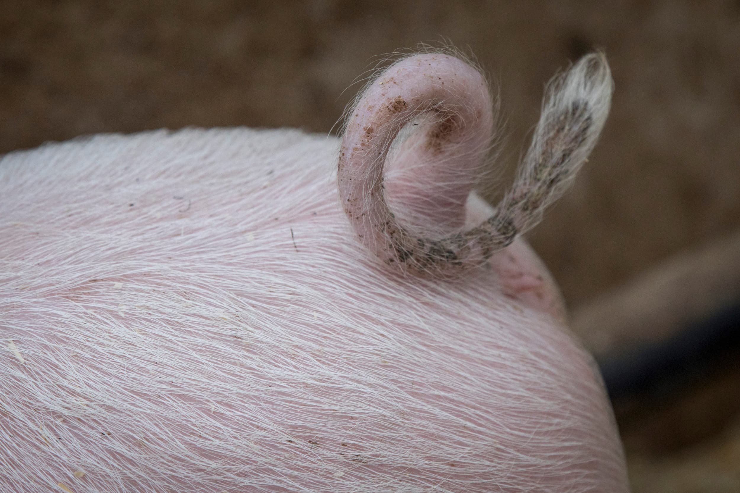 Foto: Koos Groenewold