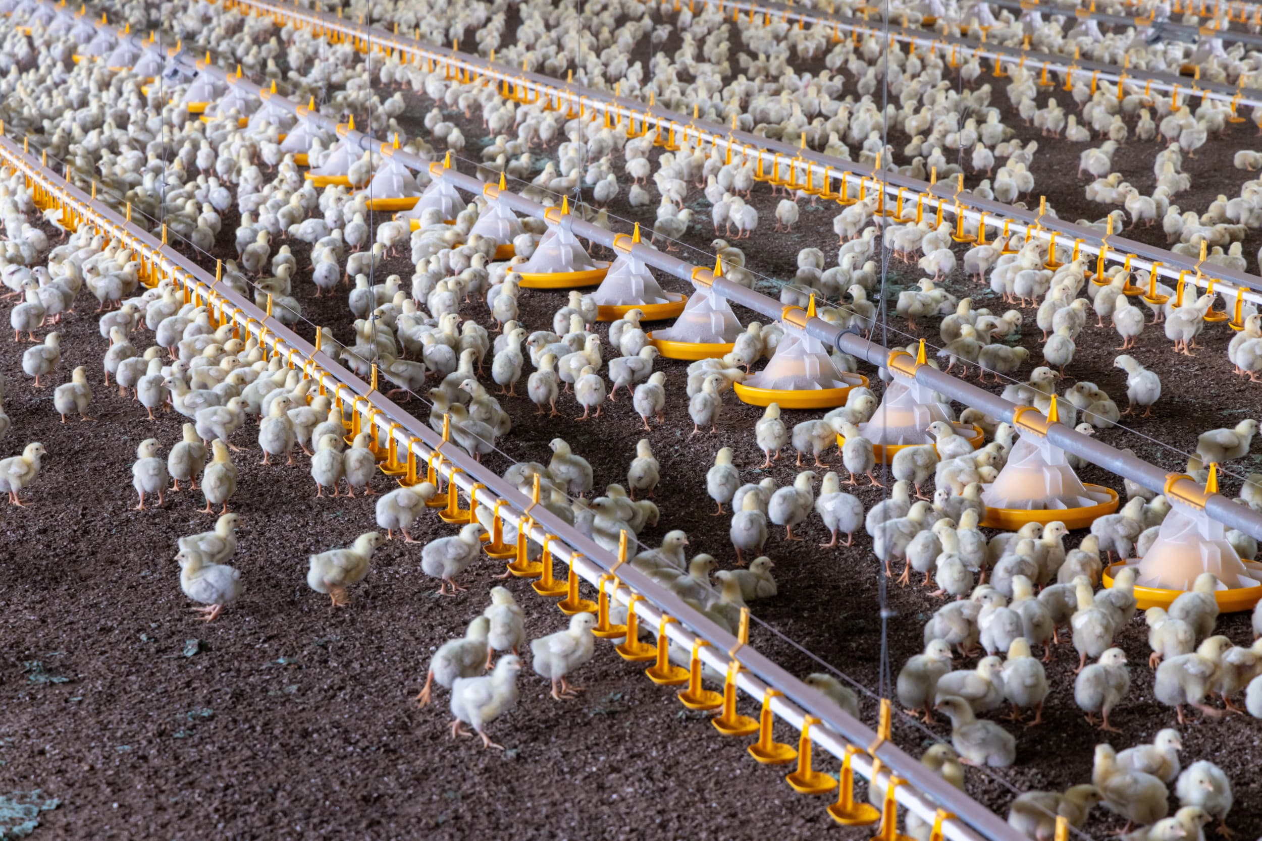 pluimveesector gediend met consistent overheidsbeleid