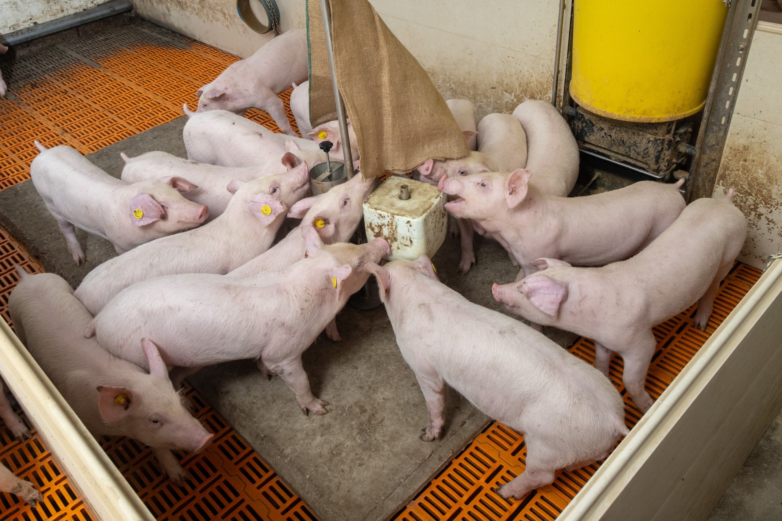 De voedselplaat voor gespeende biggen wint in 2023 de competitie Het beste idee van varkensland. Met de plaat is het mogelijk biggen op volledig roostervloer wroetmateriaal en hokverrijking aan te bieden. Tevens verbetert het beton de klauwgezondheid. Foto: Koos Groenewold
