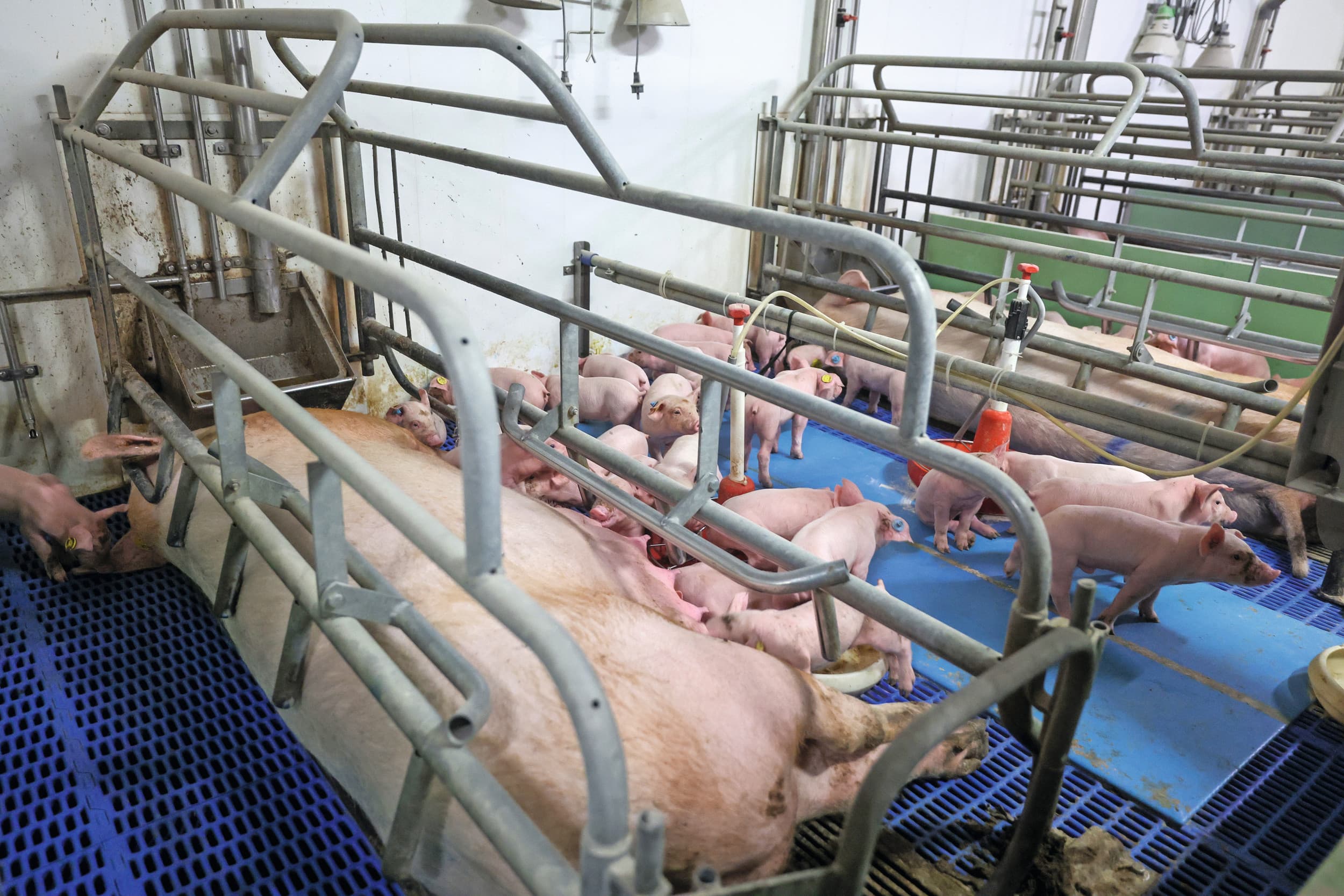 Vetdiarree kan optreden in de eerste weken na de geboorte van de biggen. Een goede kraamstalhygiëne is altijd belangrijk. Vaak is echter meer nodig om de betrokken kiemen weg te krijgen. Foto: Bert Jansen