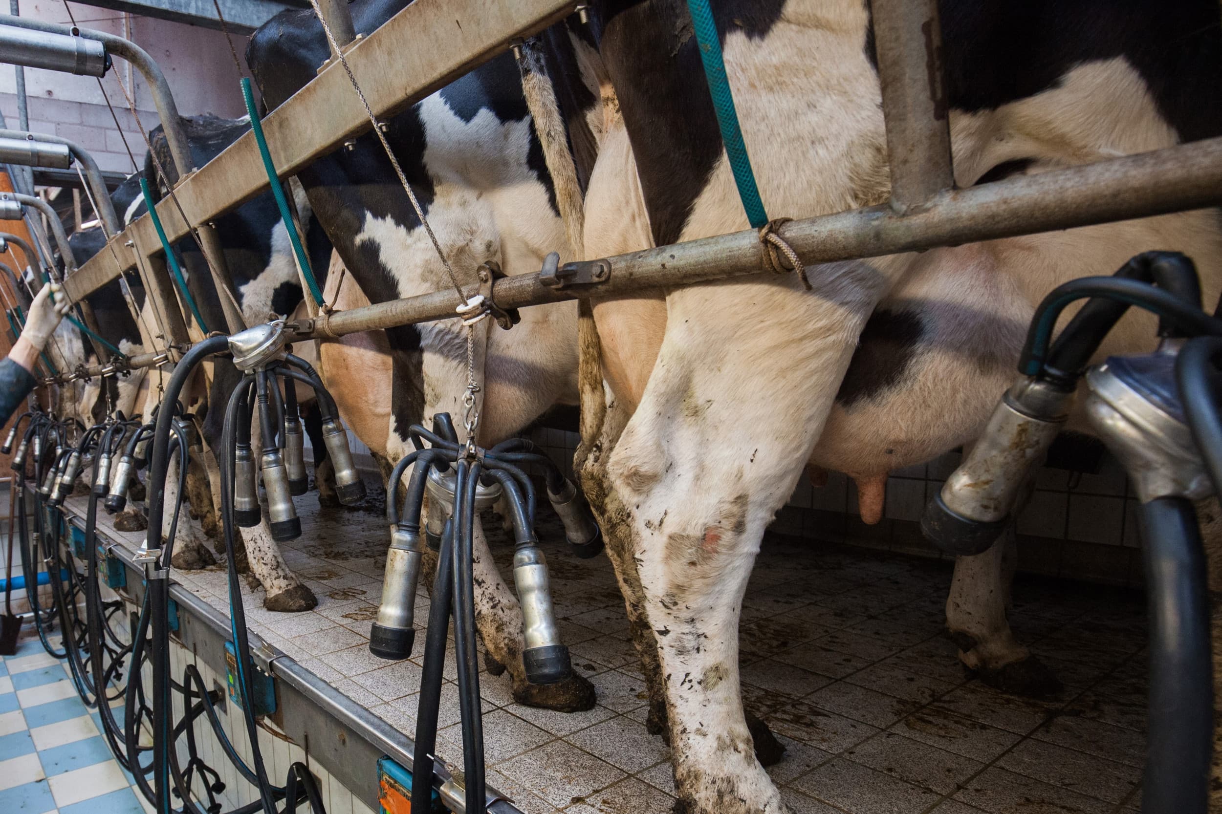 Bij werkelijk geleverde gehalten van 3,93% vet en 3,39% eiwit komt de melkprijs in Duitsland in augustus iets lager uit op € 47,04 per 100 kilo. Foto: Herbert Wiggerman