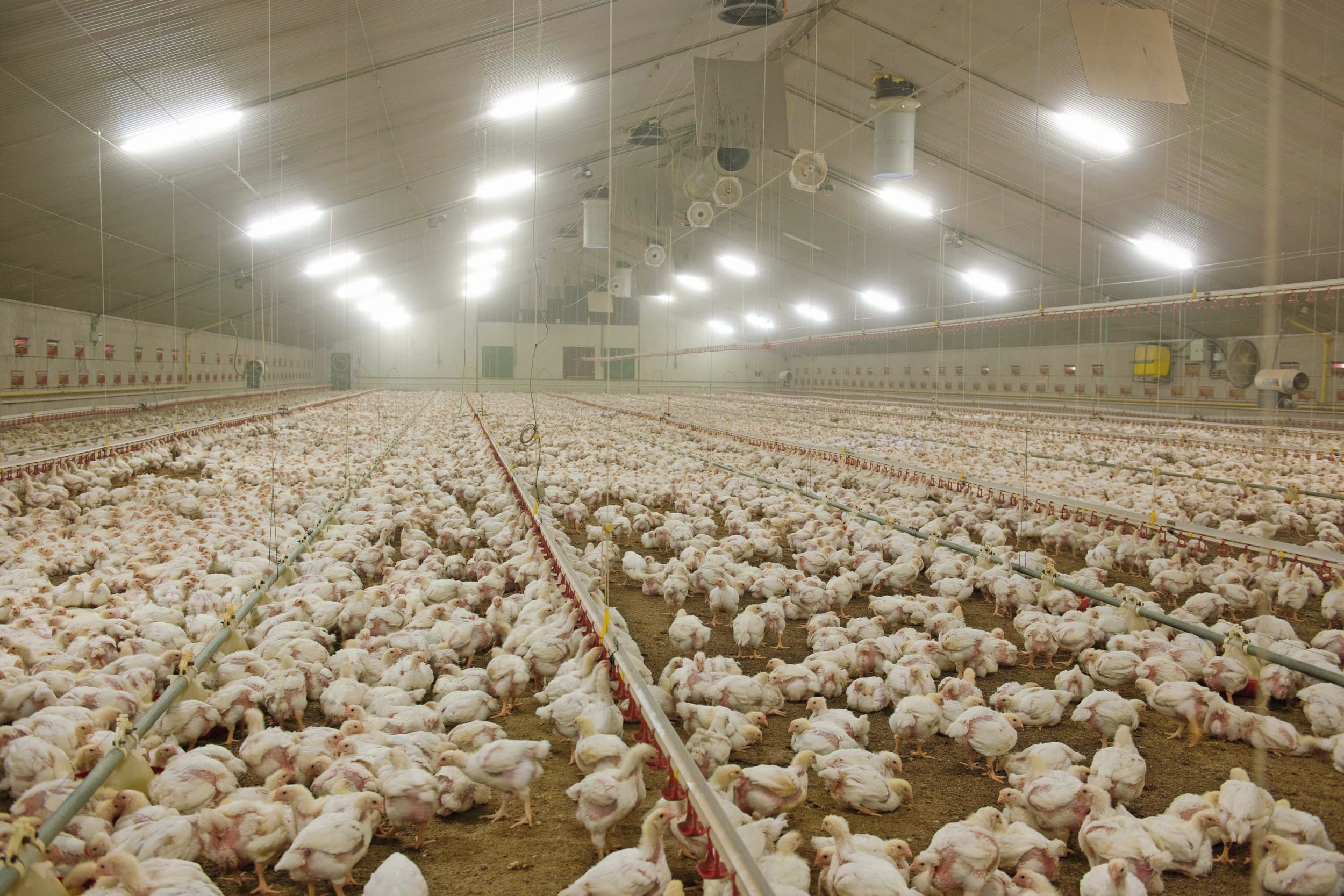 mogelijk verlies stikstofruimte pluimveehouderij serieuze bedreiging