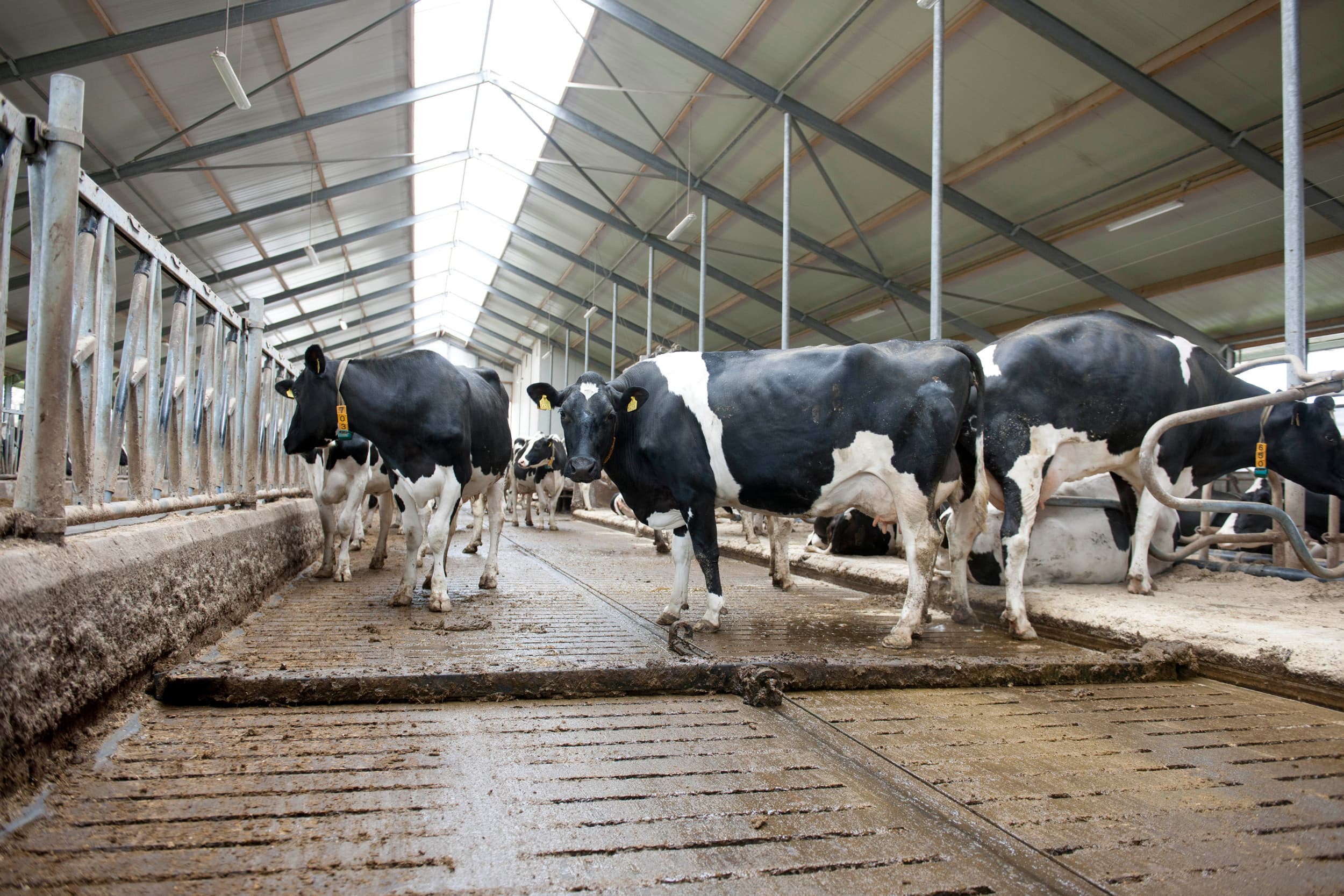 Gemiddelde mestafvoerkosten bedragen €2,82 per 100 kilo melk, maar intensieve bedrijven betalen tot €4,70, afhankelijk van locatie. Foto: Martijn ter Horst