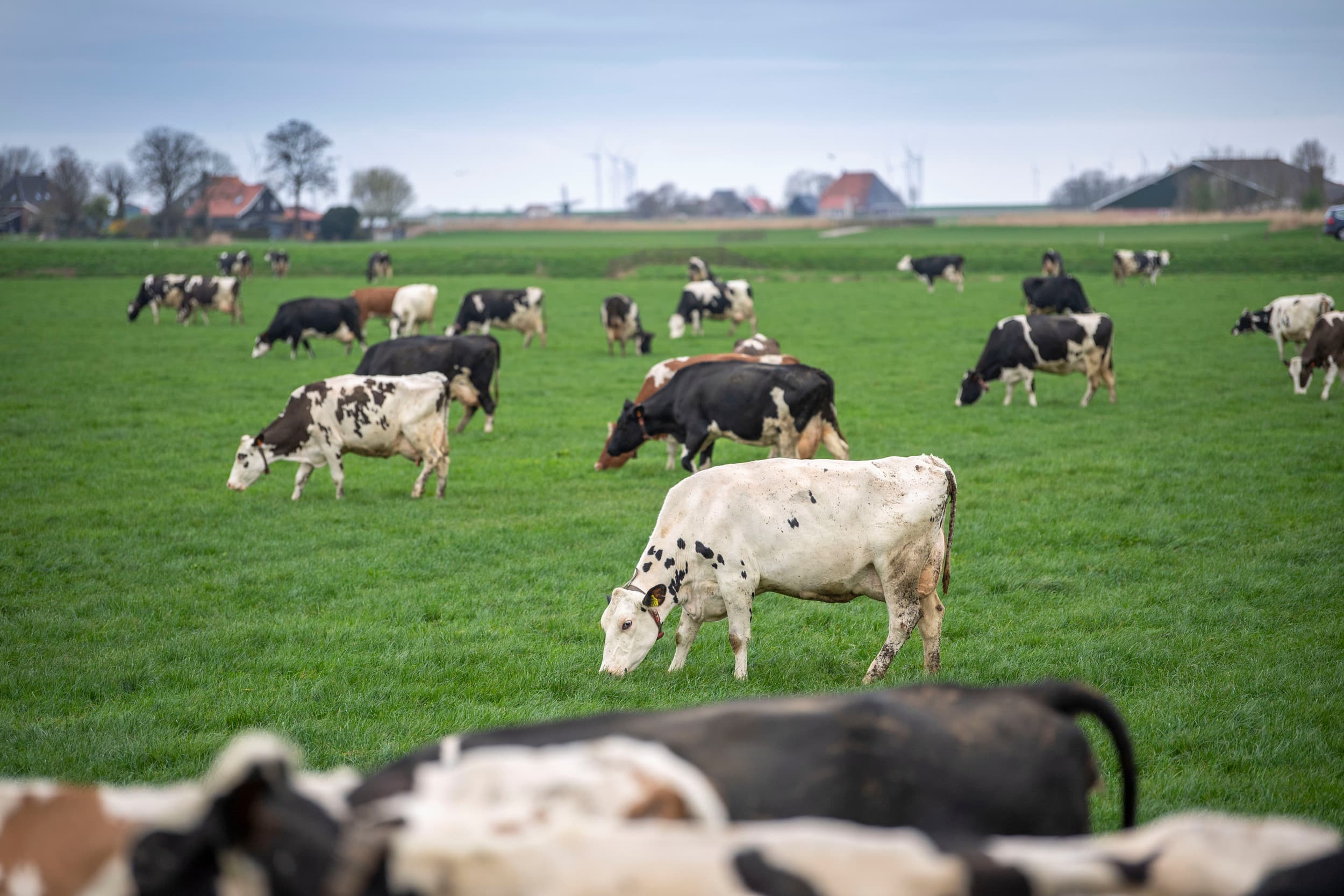 Raseigenschappen zijn belangrijk in het maken van de keuze voor het grasmengsel. Dat moet uiteindelijk het voer leveren voor opname door de koeien via weidegang of na het inkuilen als graskuil. – Foto: Mark Pasveer