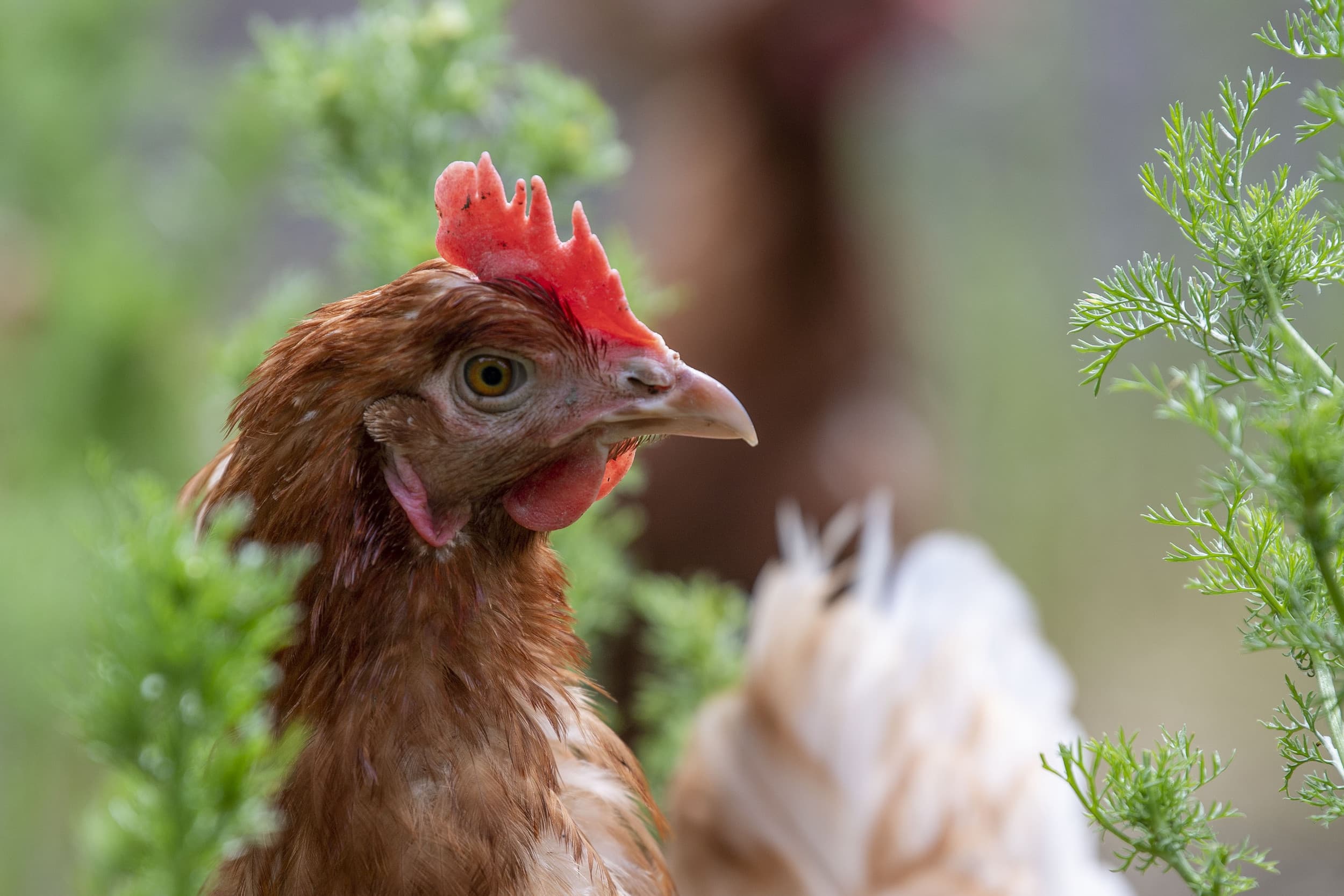 eieren hobbykip met PFAS vervuild door regenwormen