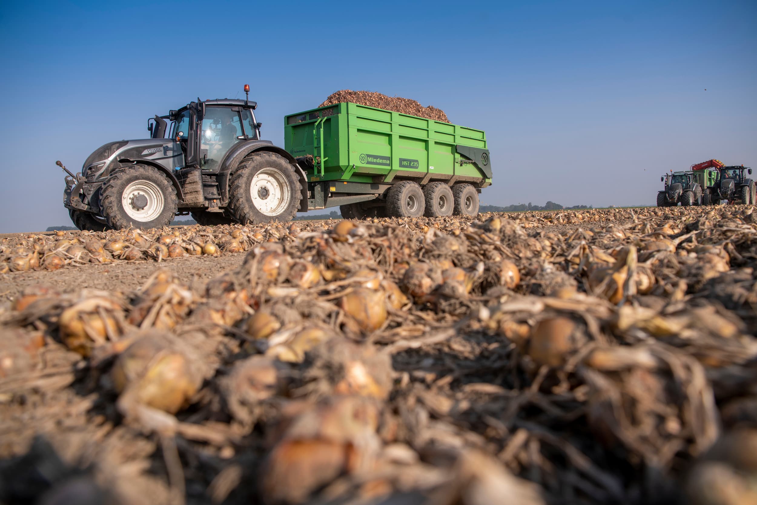 Uientelers gaan vanaf volgend jaar €16 per hectare betalen om onderzoek te financieren over de uienteelt. – Foto: Mark Pasveer