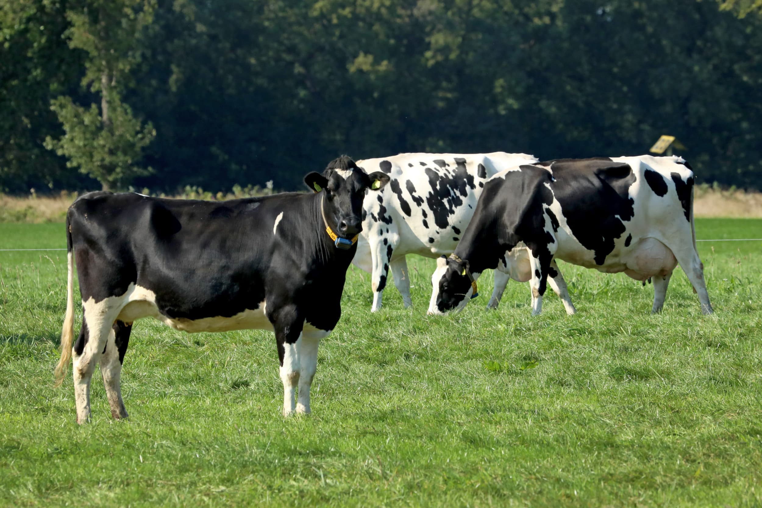 kiloprijs beter voor-melk stijgt