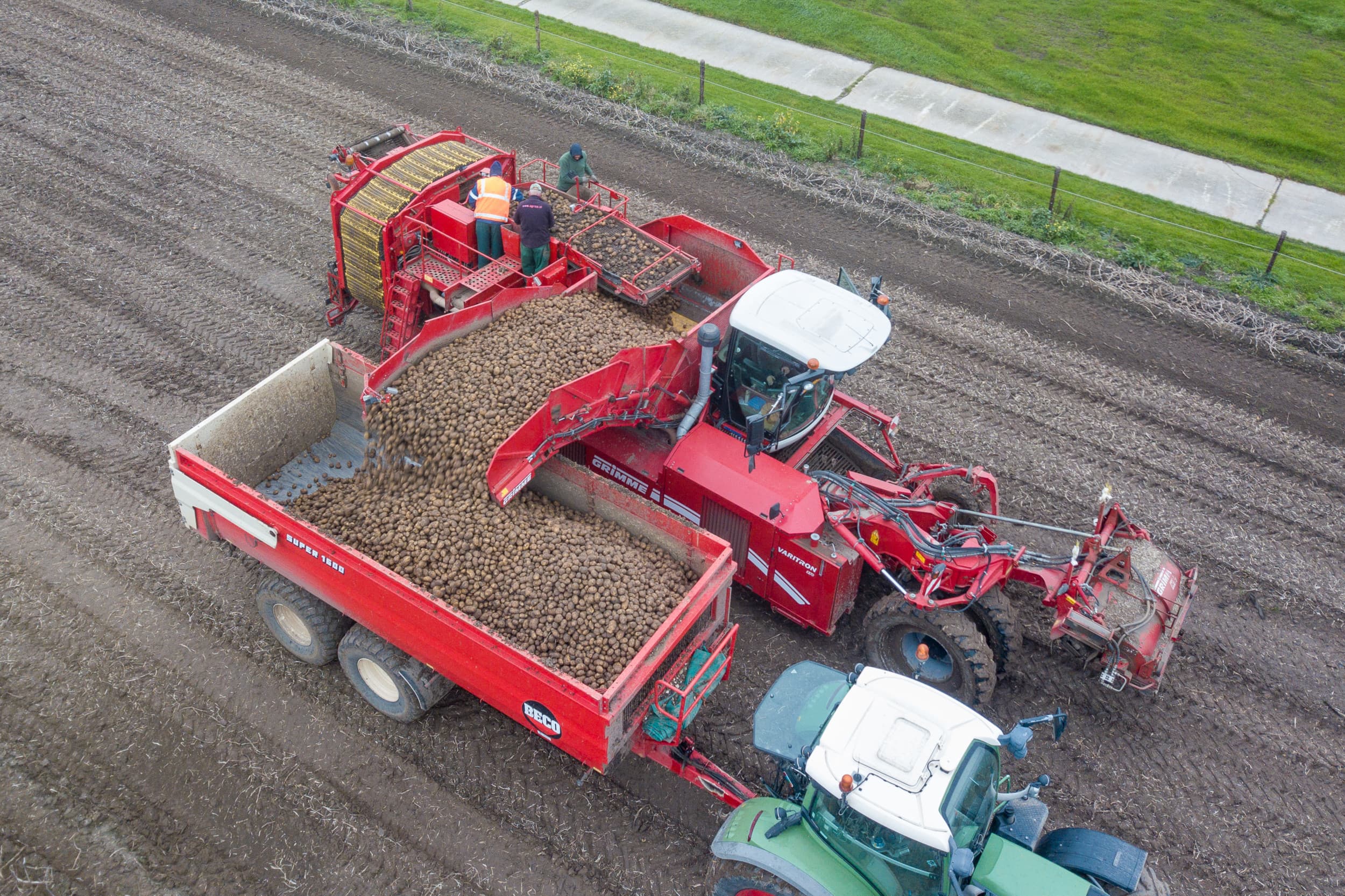 Aardappelen rooien. – Foto: Peter Roek