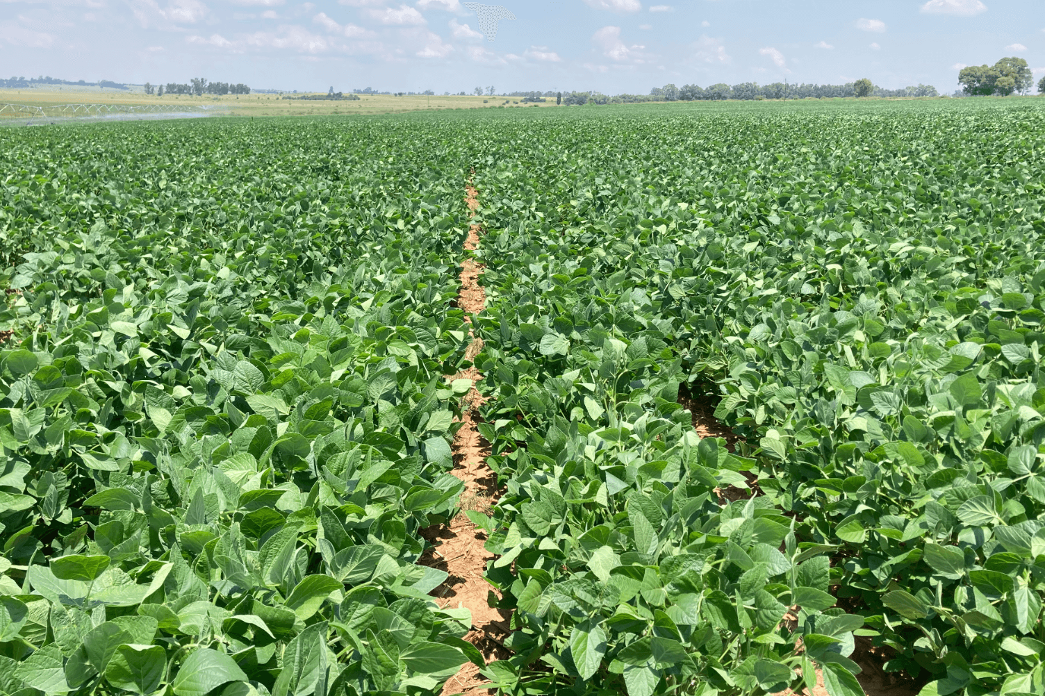 De afhankelijkheid van producten, zoals soja, zouden in de toekomst voor flinke risico’s en verstoringen kunnen gaan zorgen. Foto: Canva  