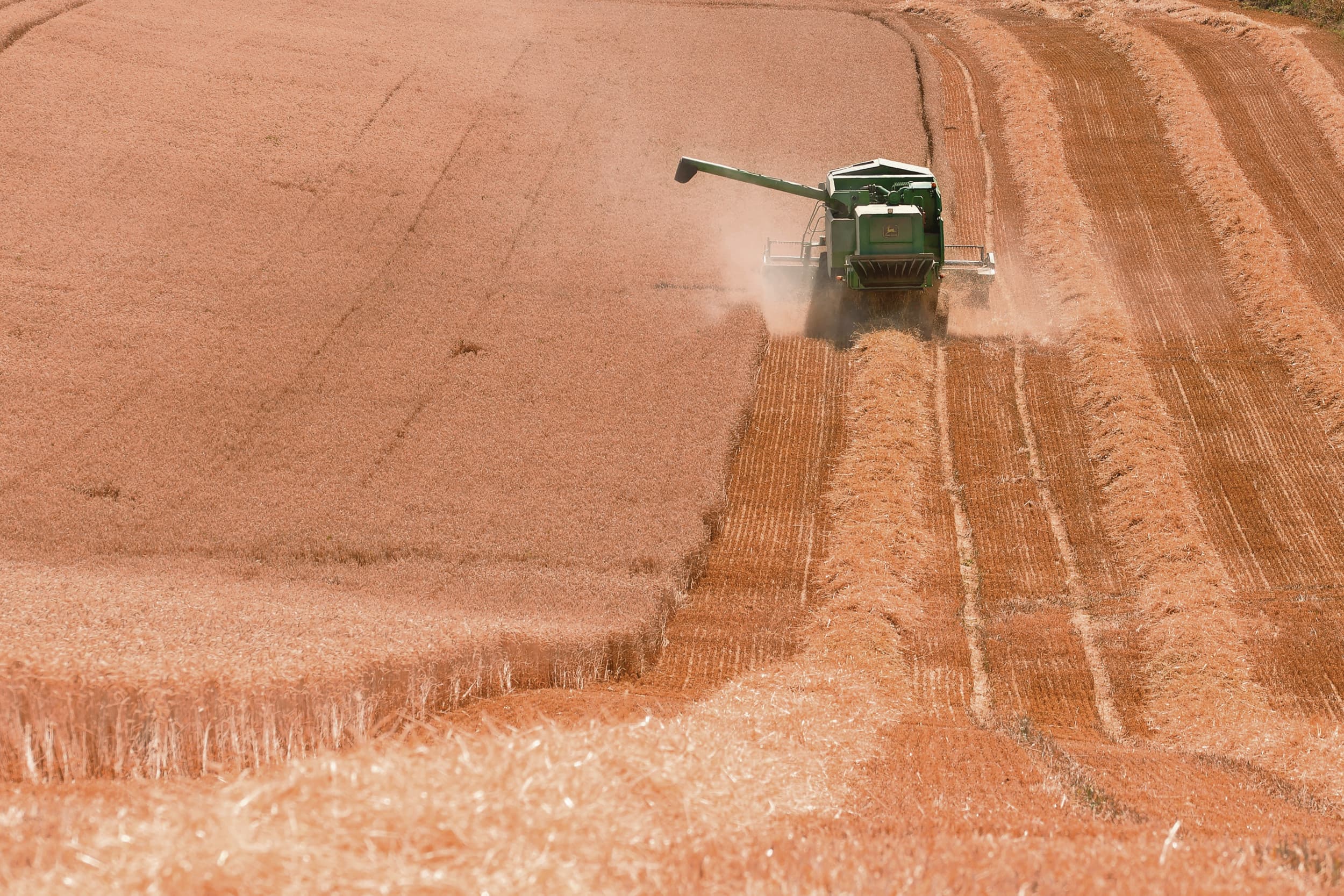 Oogst van tarwe. Copa-Cogeca wil dat de EU doortastende maatregelen neemt om de ambitie van haar graan- en oliezaadsectoren te herstellen. Foto: Twan Wiermans