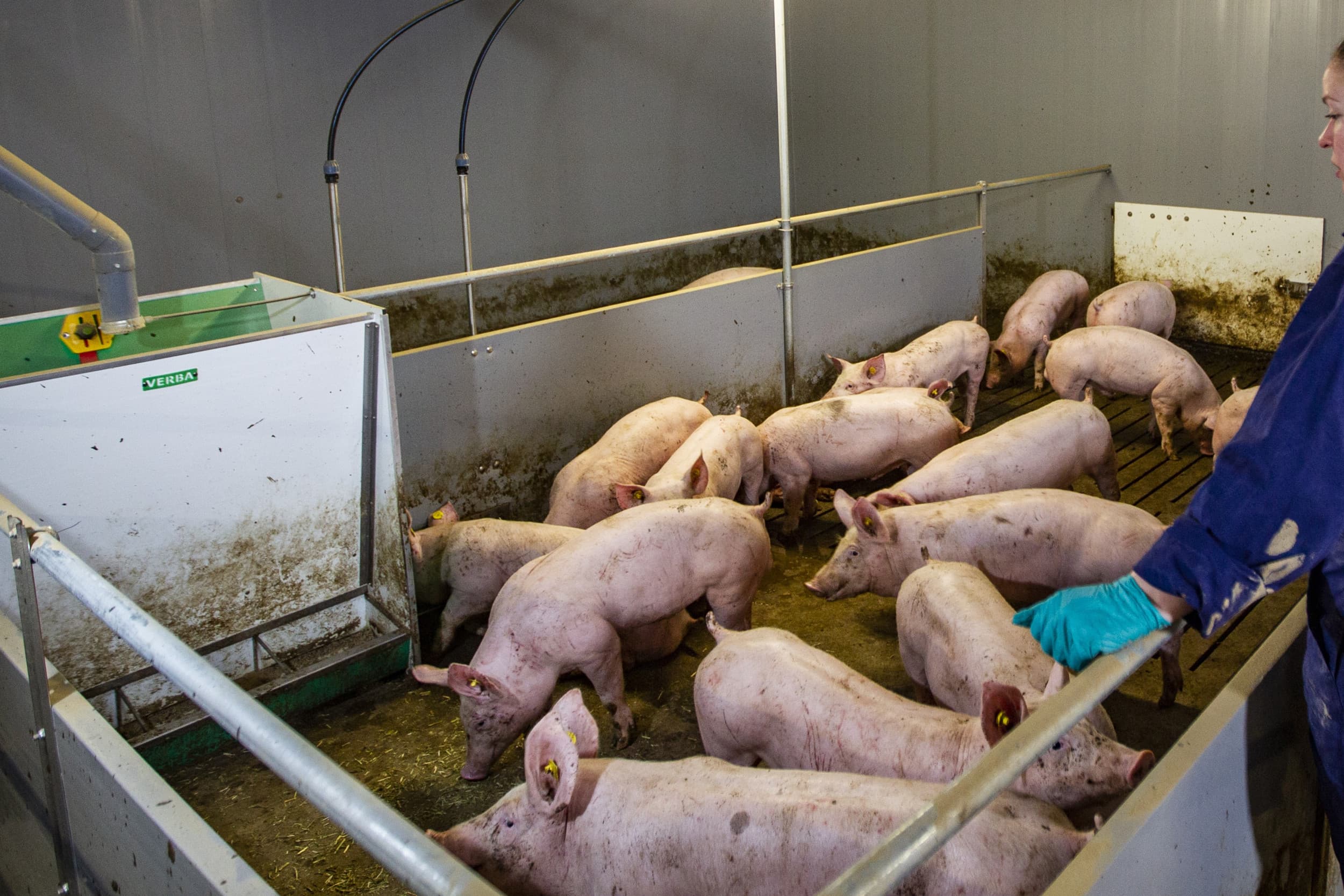 Een vibrio-besmetting bij varkens is moeilijk buiten de deur te houden, zelfs met vroegtijdige waarschuwing. – Foto: Ronald Hissink