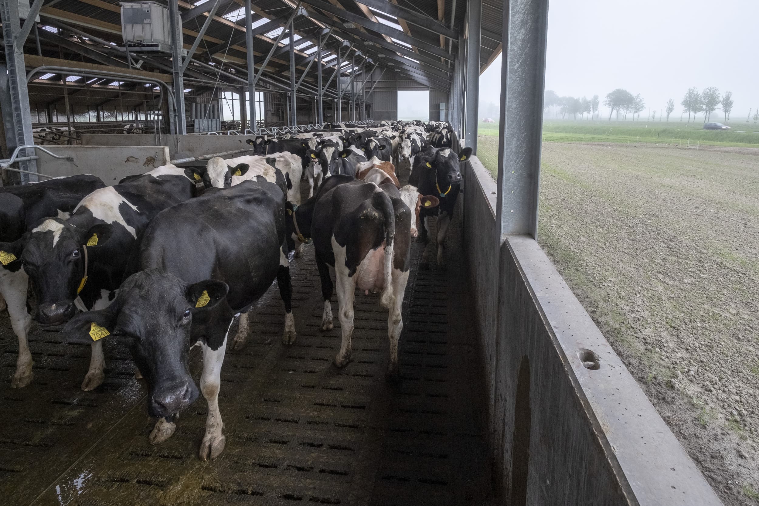 mest ook issue voor zuivelbedrijven