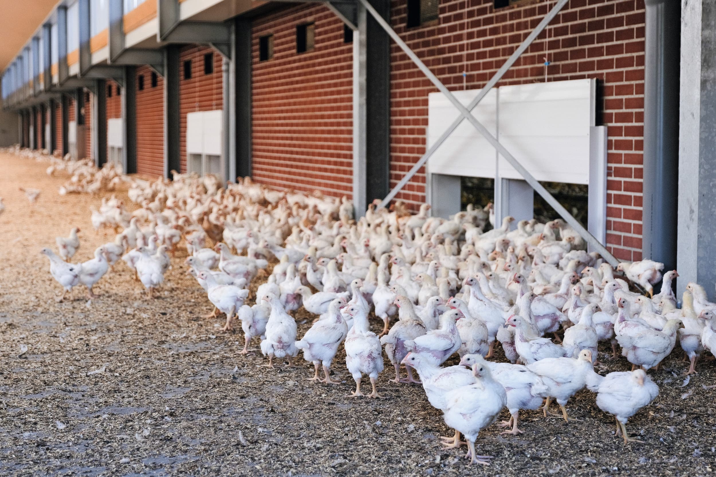 meer omzet plukon food group