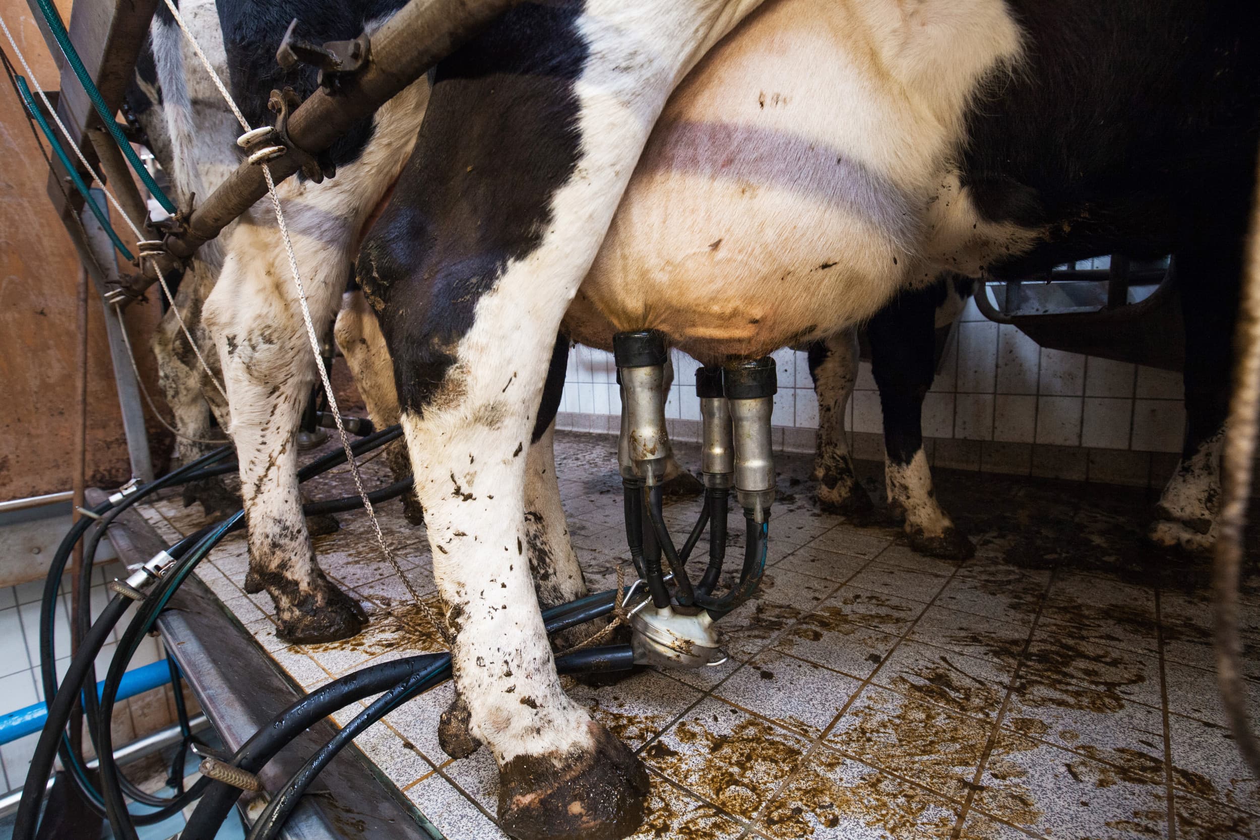 Vreugdenhil verhoogt de melkprijs naar €53,33 per 100 kilo, met toeslagen oplopend tot €55,43. Foto: Herbert Wiggerman