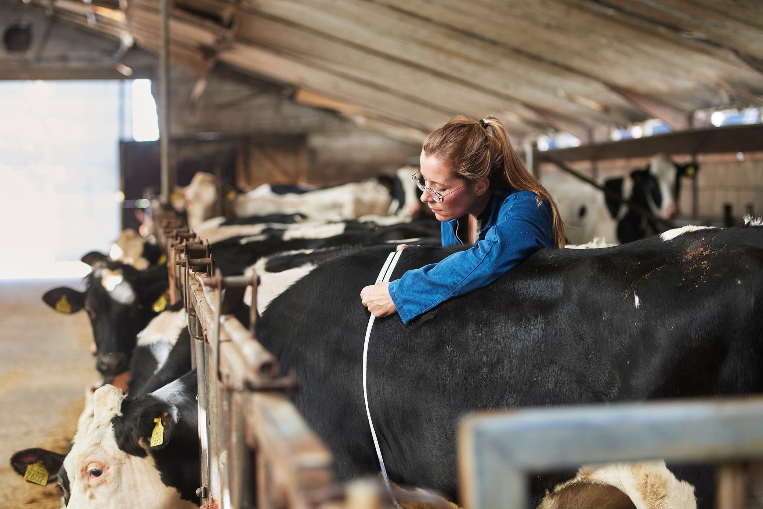 Jongveespecialist Laura Surink meet de borstomvang; het is de meestgebruikte methode om het gewicht van jongvee te bepalen. Dit is een betrouwbare methode maar vooral geschikt voor wat ouder vee. Jonge kalveren kunnen het beste op een weegschaal. Foto: Van Assendelft