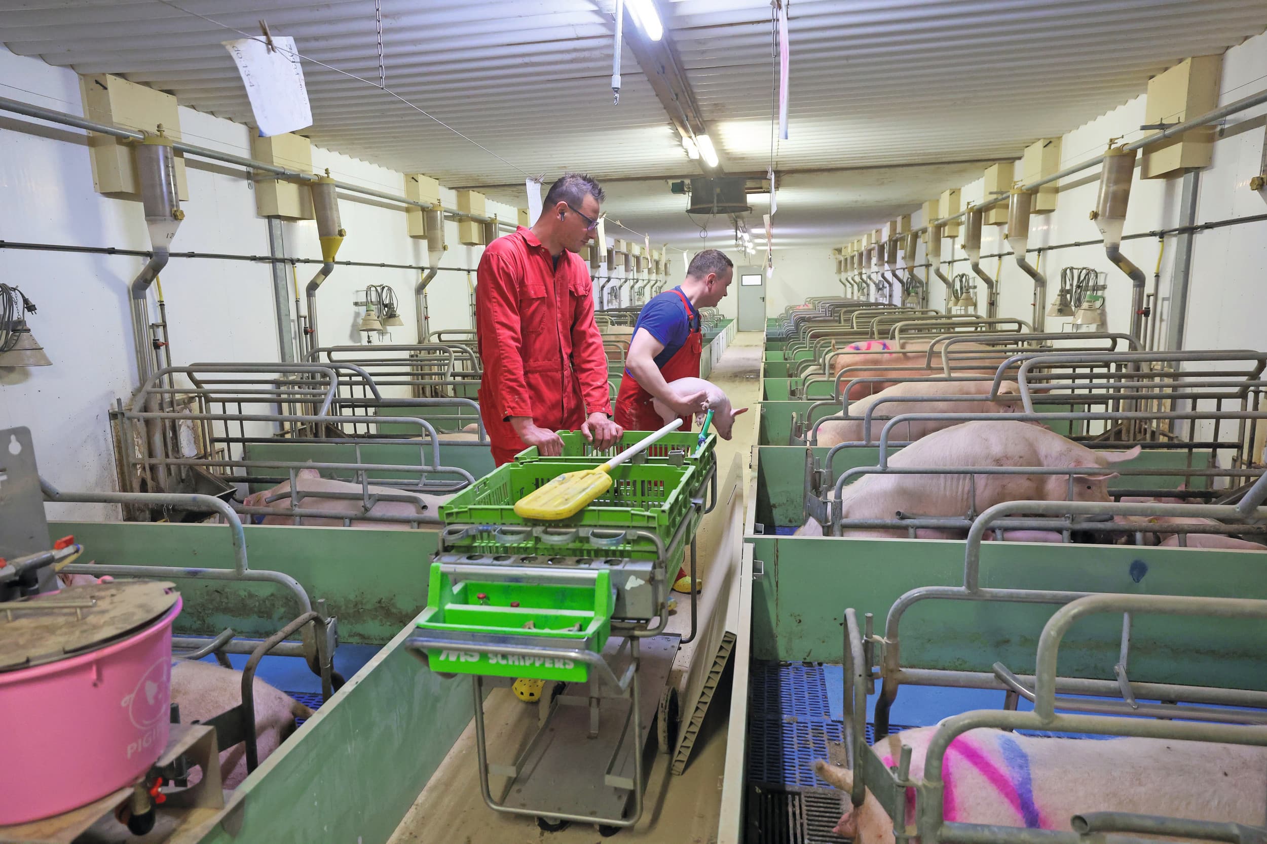 personeelsschaarste varkenshouderij