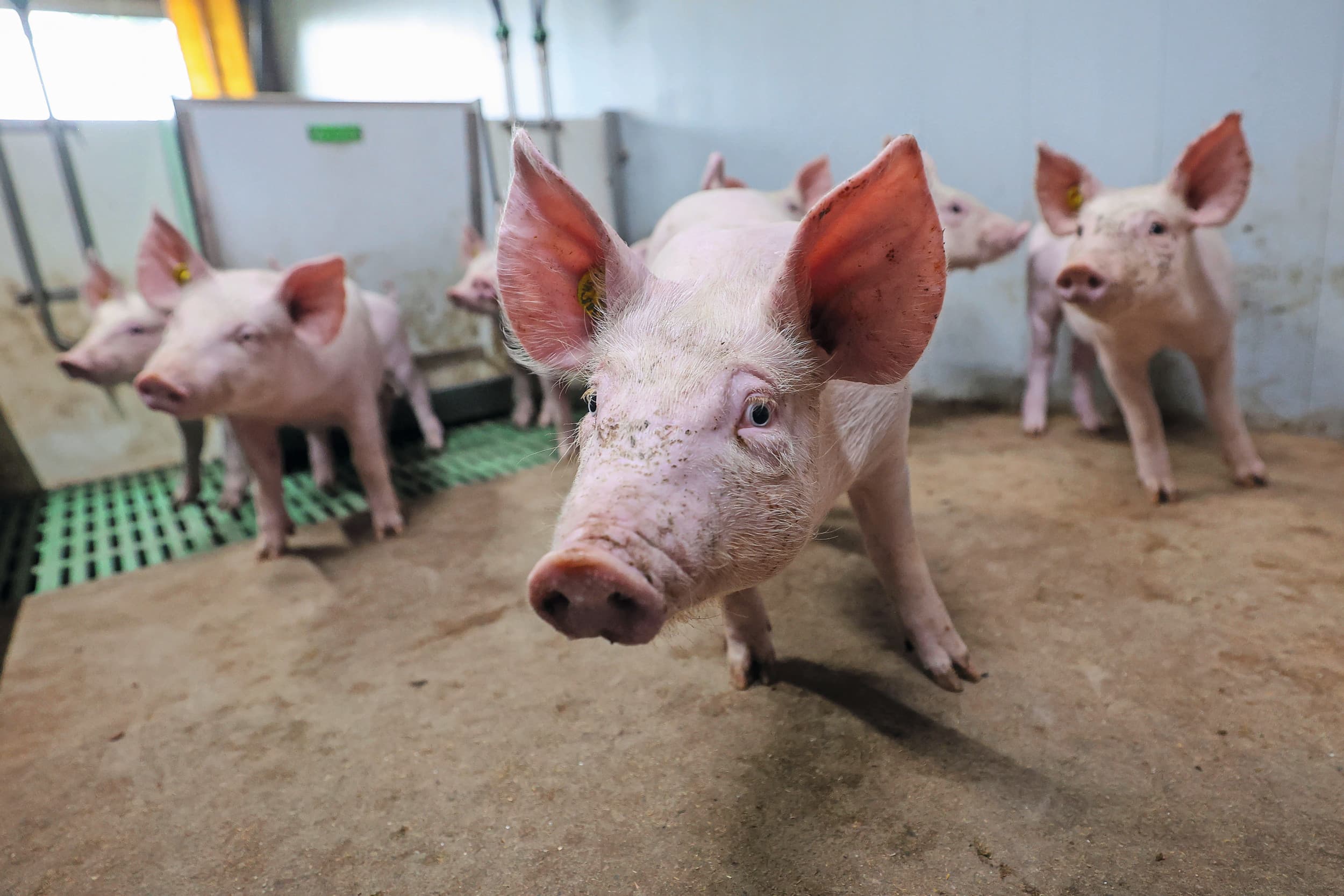 Beter Leven-bedrijven moeten vanaf 1 januari 40% dichte vloer hebben bij de gespeende biggen. Er zijn meerdere manieren om daaraan te voldoen. Bij het realiseren ervan is het goed met de functiegebieden in het hok rekening te houden. Vanwege de korte rondesnelheid is het goed mogelijk eerst met een paar hokken proef te draaien. – Foto: Bert Jansen