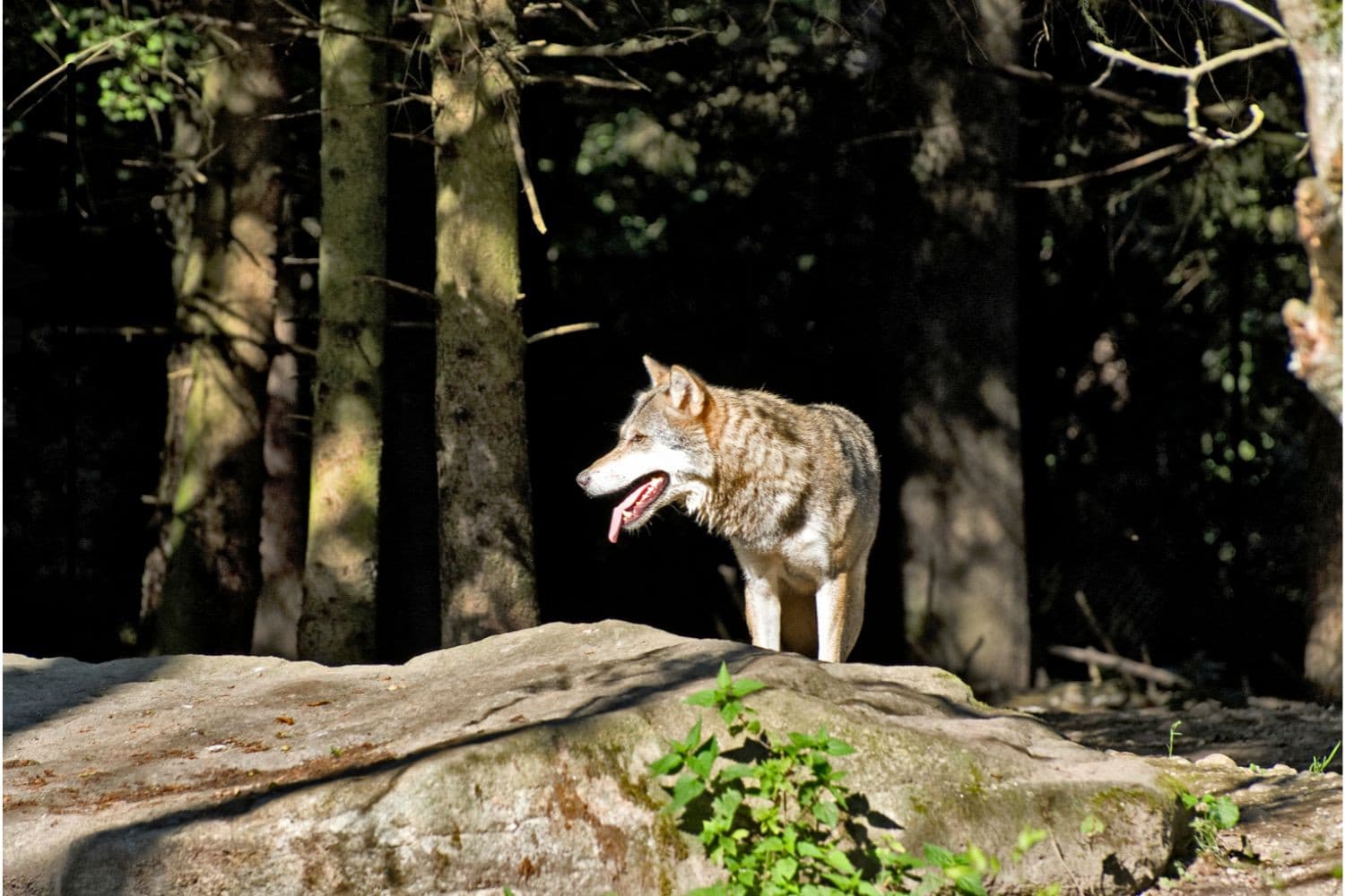 Dit jaar kwamen er twee roedels wolven bij, waaronder een op de Utrechtse Heuvelrug. Foto: Canva