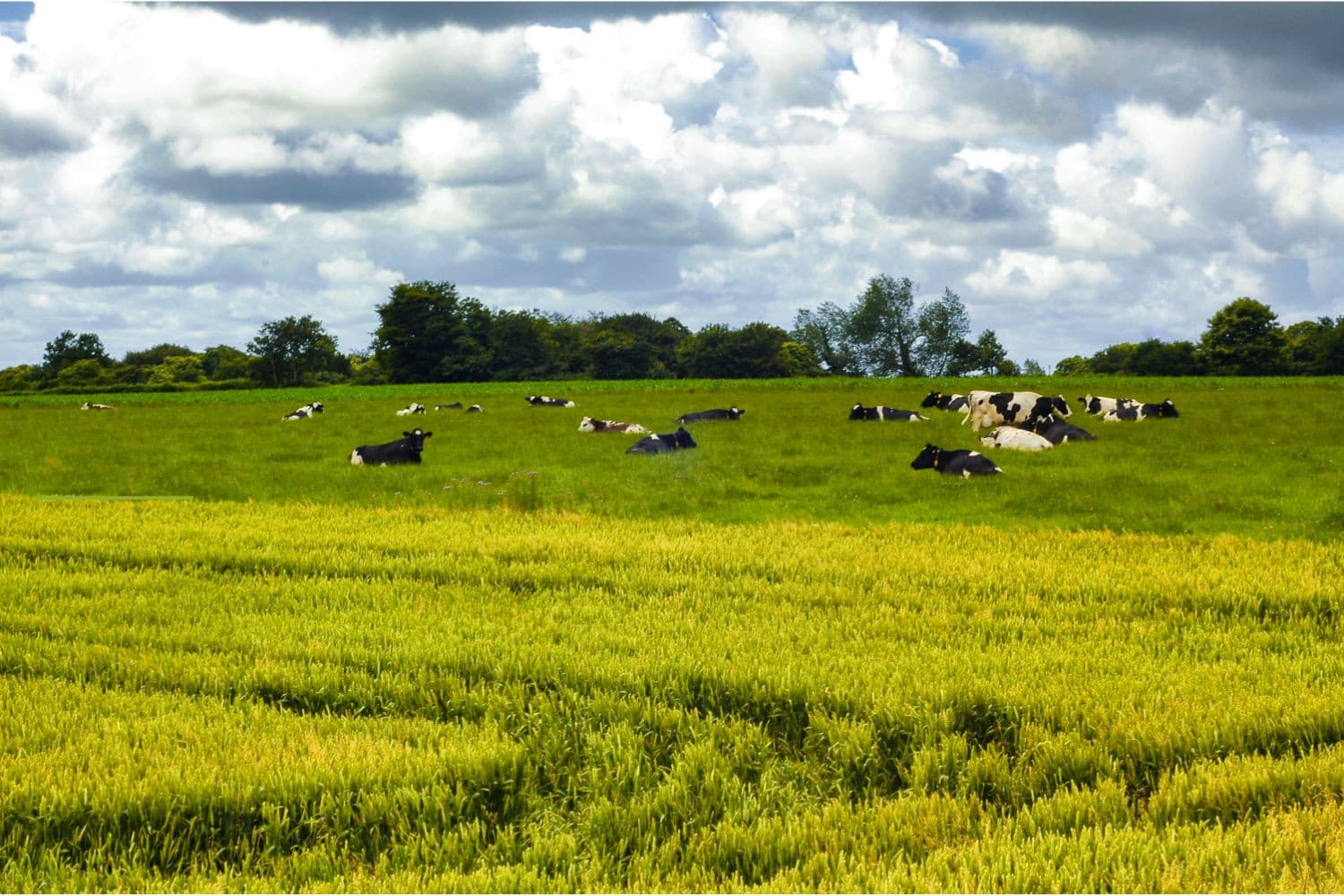 In 2026 moeten boeren in het oosten en zuiden van Frankrijk al gezamenlijk 160 miljoen liter inleveren. Foto: Canva