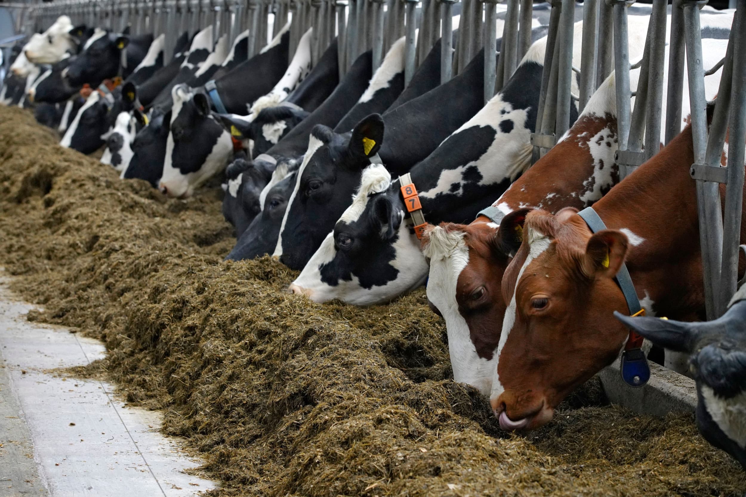 Arla Foods Ingredients heeft de wei-ingrediëntenbusiness van het Britse Volmac overgenomen. Arla ziet dat als belangrijke stap voor zijn toekomstplannen. – Foto: Koos Groenewold