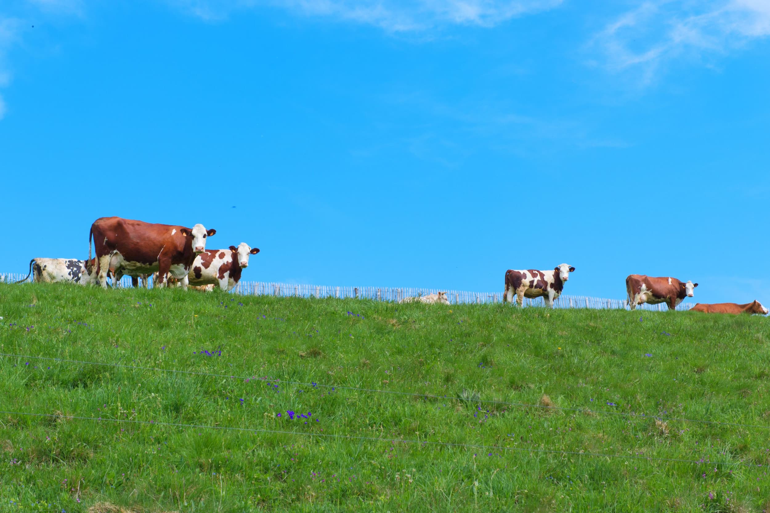De aankondiging van Lactalis dat het in Frankrijk zelf 450 miljoen liter melk per jaar minder gaat verwerken leidt tot ongeloof en woede bij alles wat tot de Franse zuivelsector behoort. – Foto: Canva