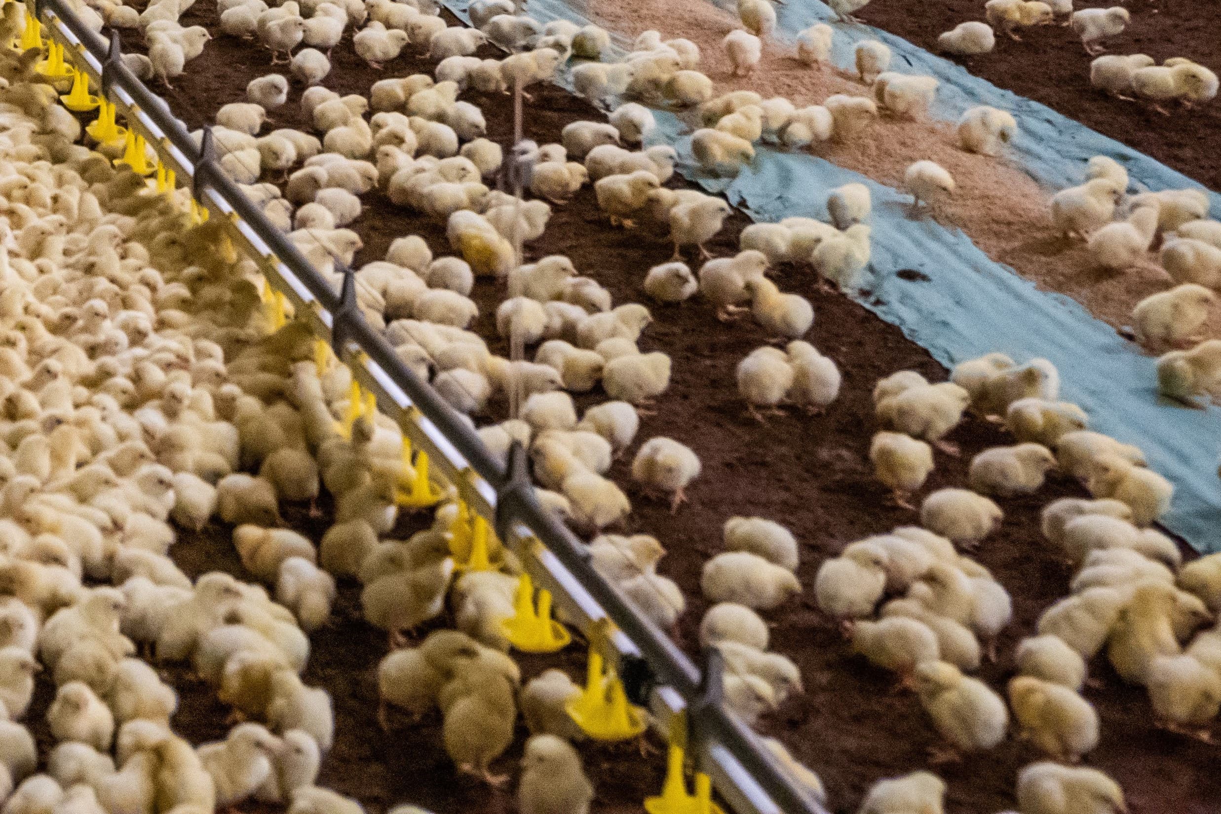 bescherming Europese pluimveesector