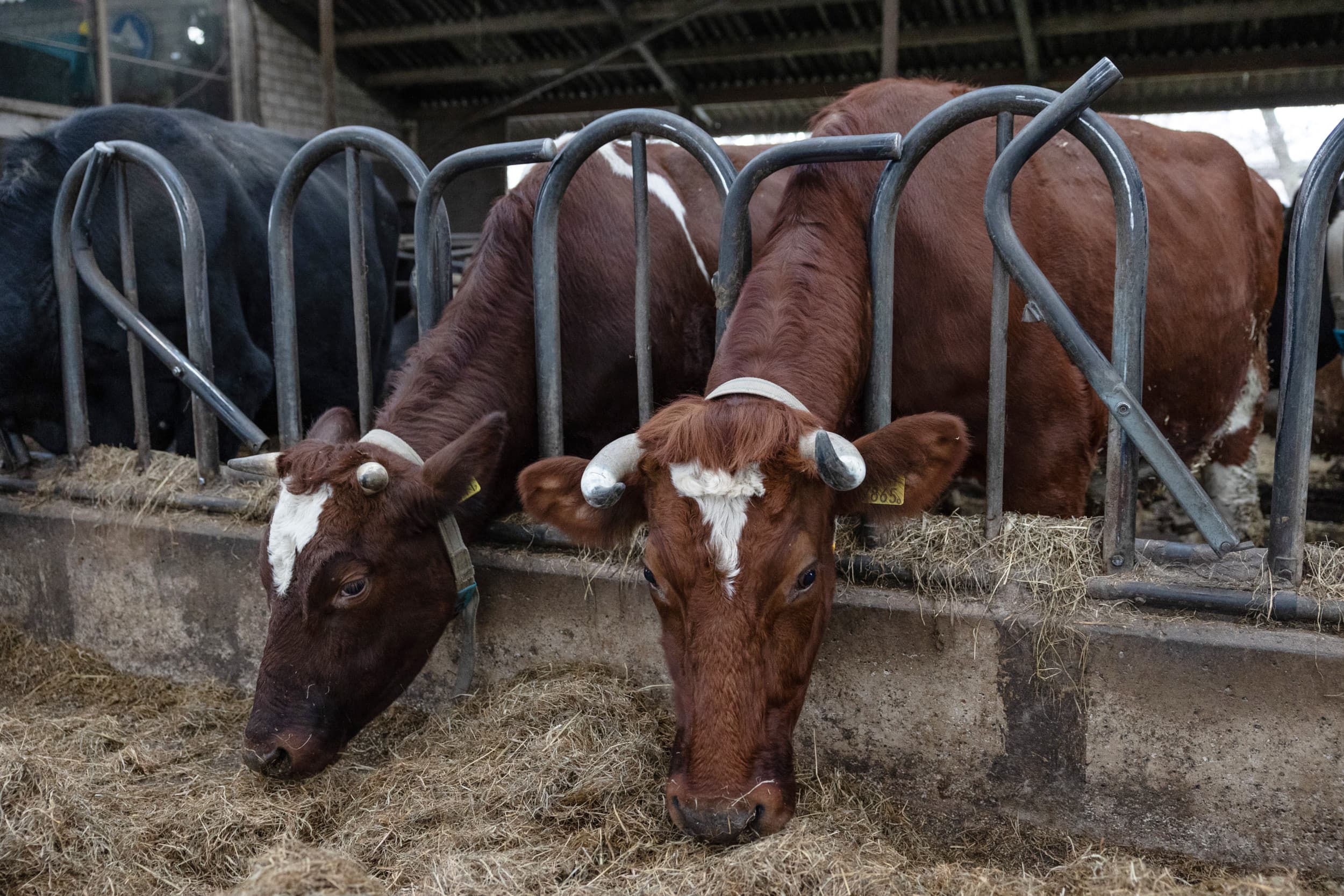 De prijs van biologische melk stijgt met €2,14 en komt inclusief alle toeslagen uit op maximaal €64,65 per 100 kilo. – Foto: Herbert Wiggerman