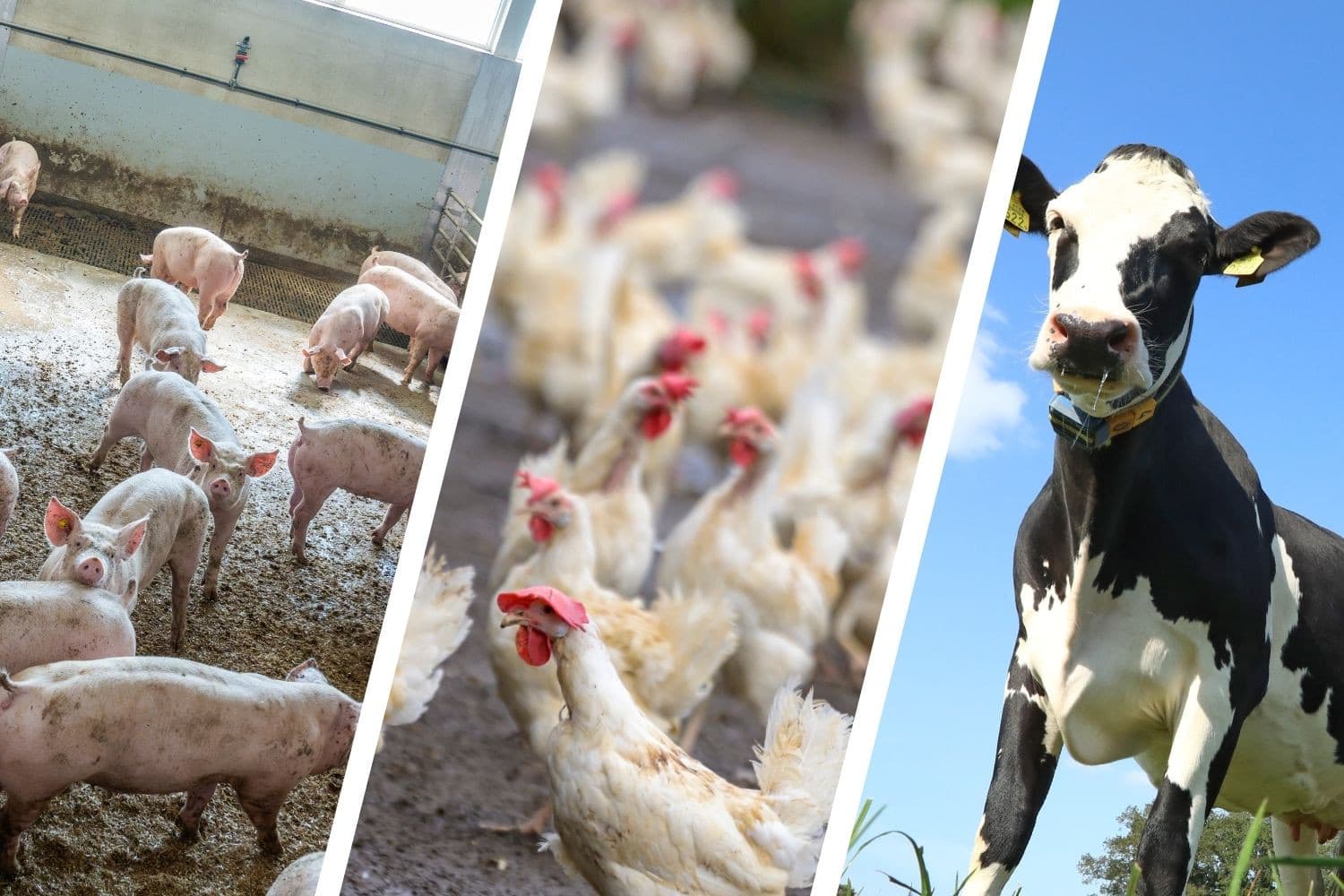 CNV waarschuwt dat het inkrimpen van de veestapel door de stikstofplannen van minister Wiersma mogelijk 30.000 banen in de landbouwsector en aanverwante sectoren bedreigt. – Foto’s: Henk Riswick, Bert Jansen en Frank Uijlenbroek, beeldbewerking