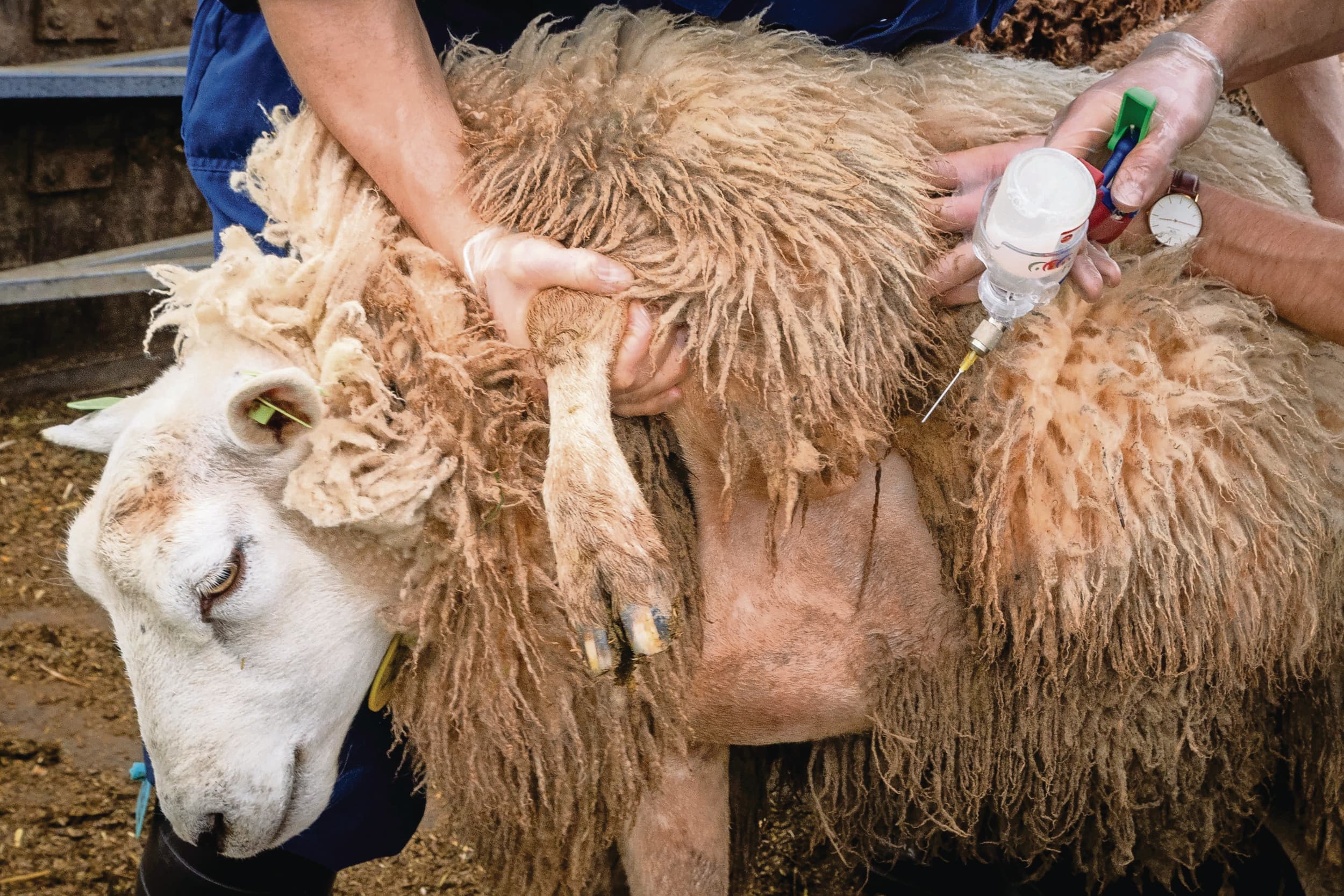 Sterfte door blauwtong is lager in gevaccineerde koppels aldus Bureau Diergeneesmiddelen. – Foto: Koos Groenewold