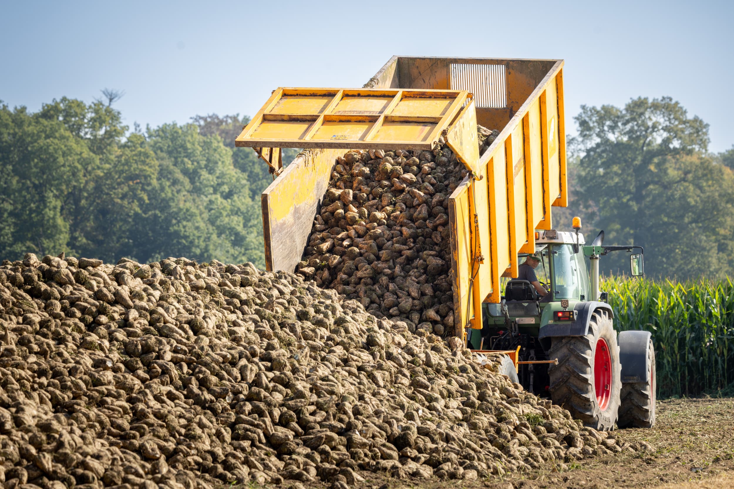 De suikerbietencampagne van Cosun Beet Company start met betere cijfers dan vorig jaar. De campagne begon vorige week, drie dagen eerder dan vorig jaar. – Foto: Koos Groenewold
