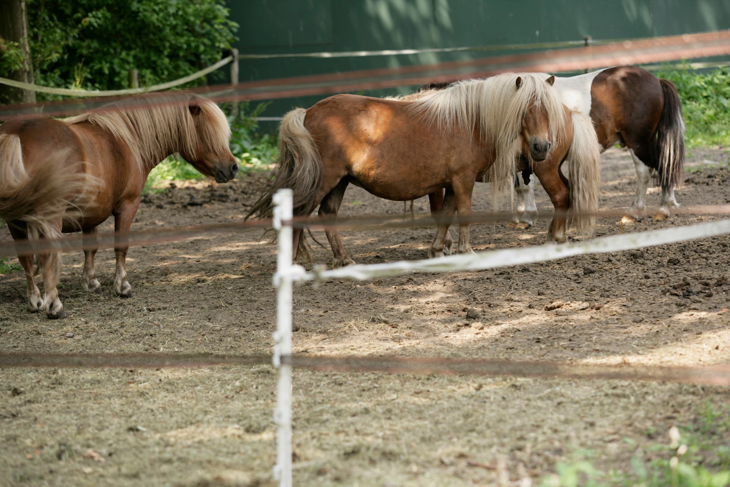 Een ponyhouder gebruikte sinds 1993 bijna een hectare gemeentegrond voor zijn dieren, maar raakte de grond later kwijt door juridische stappen van de gemeente. – Foto: Michel Zoeter