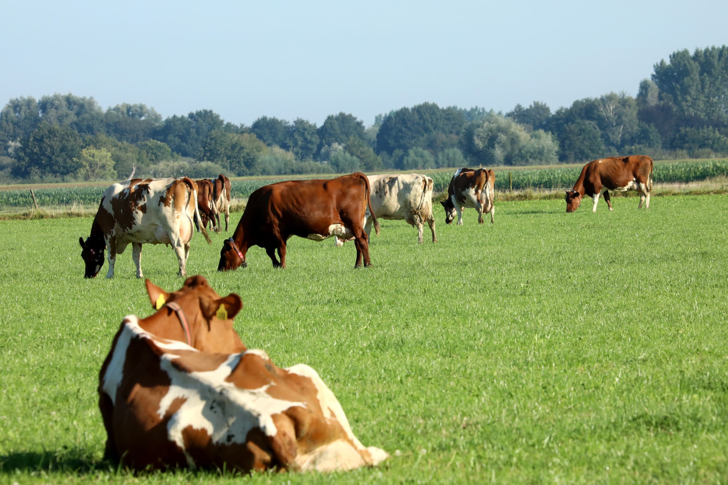 Het keurmerk 'On the way to PlanetProof' verscherpt de eisen. - Foto: Henk Riswick