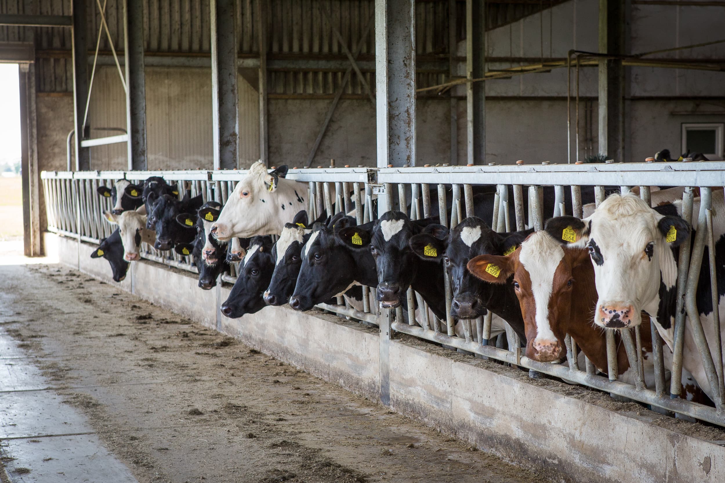 Een veehouder kreeg een boete van €3.500 omdat hij in 2018 te weinig fosfaatrechten had door een hogere melkproductie. – Foto: Peter Roek