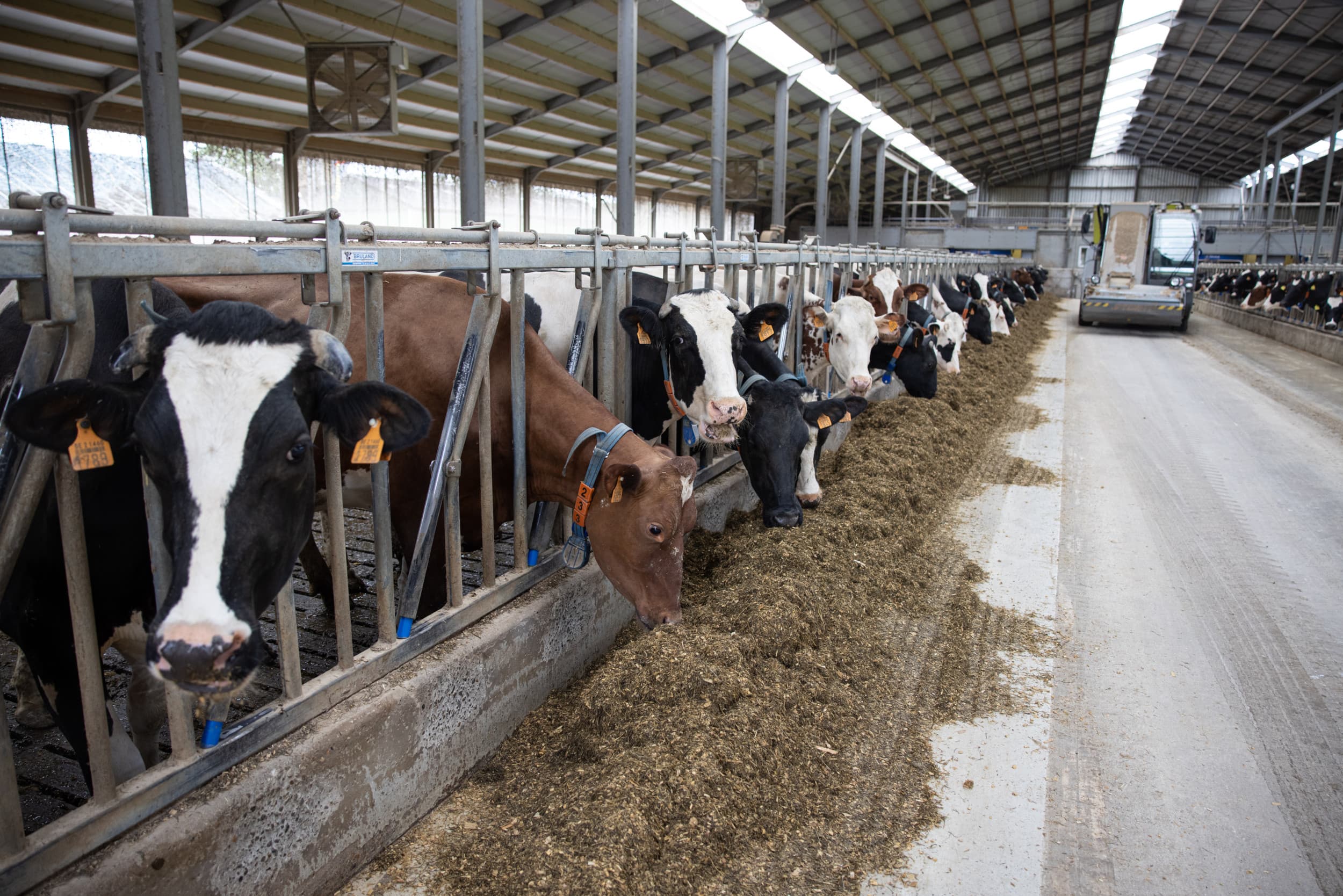 Melkveehouderij in België. De Belgische boerenbond maakt zich zorgen over het ‘neefje’ van blauwtong, Epizootic Haemorrhagic Disease-virus (EHD). – Foto: Peter Roek
