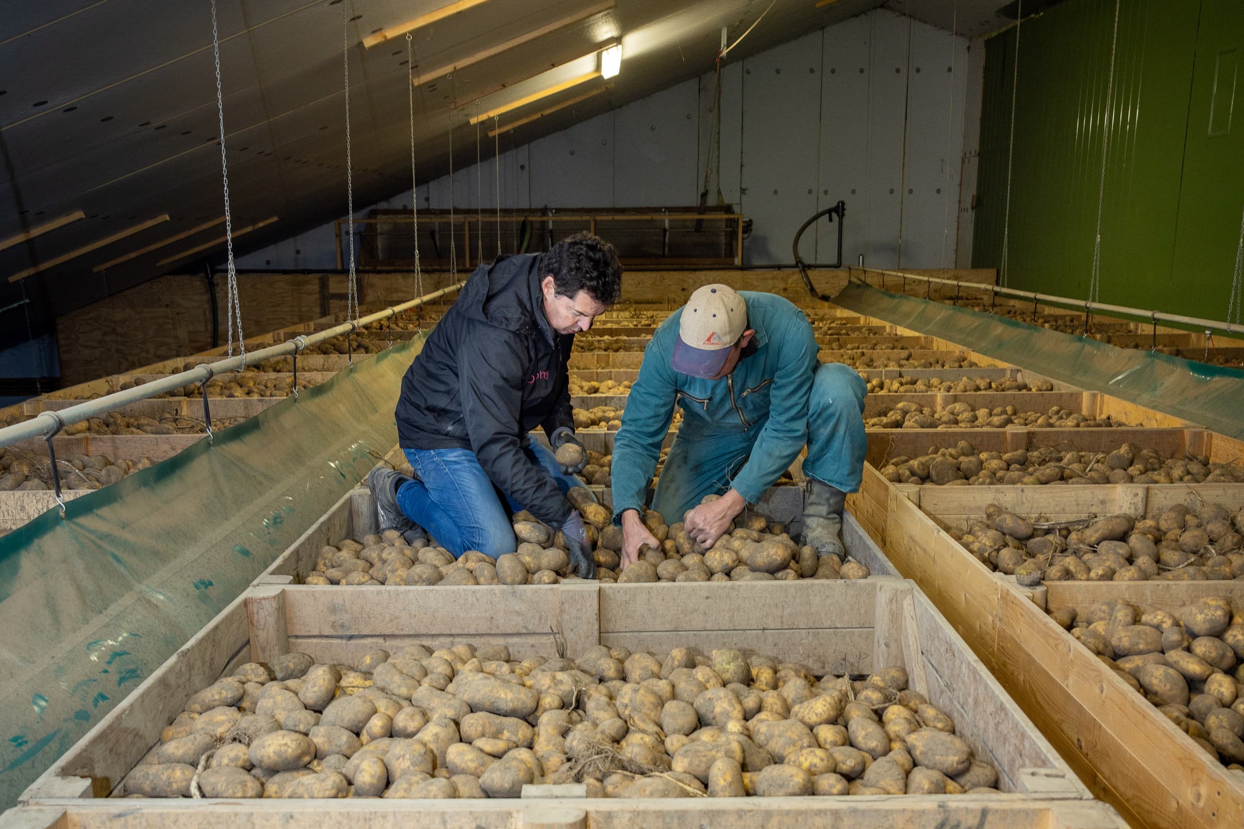 Delphy-adviseur en teler beoordelen de kwaliteit van aardappelen in de bewaring. Foto: Peter Roek