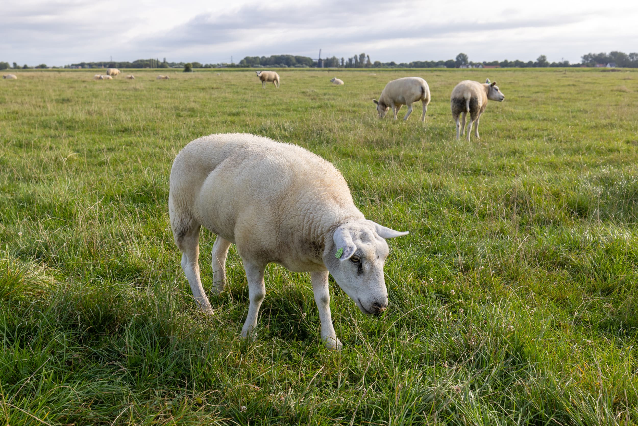 Symptomen van blauwtong bij schapen: neusuitvloeing, hangende oren en futloosheid. Foto: Peter Roek