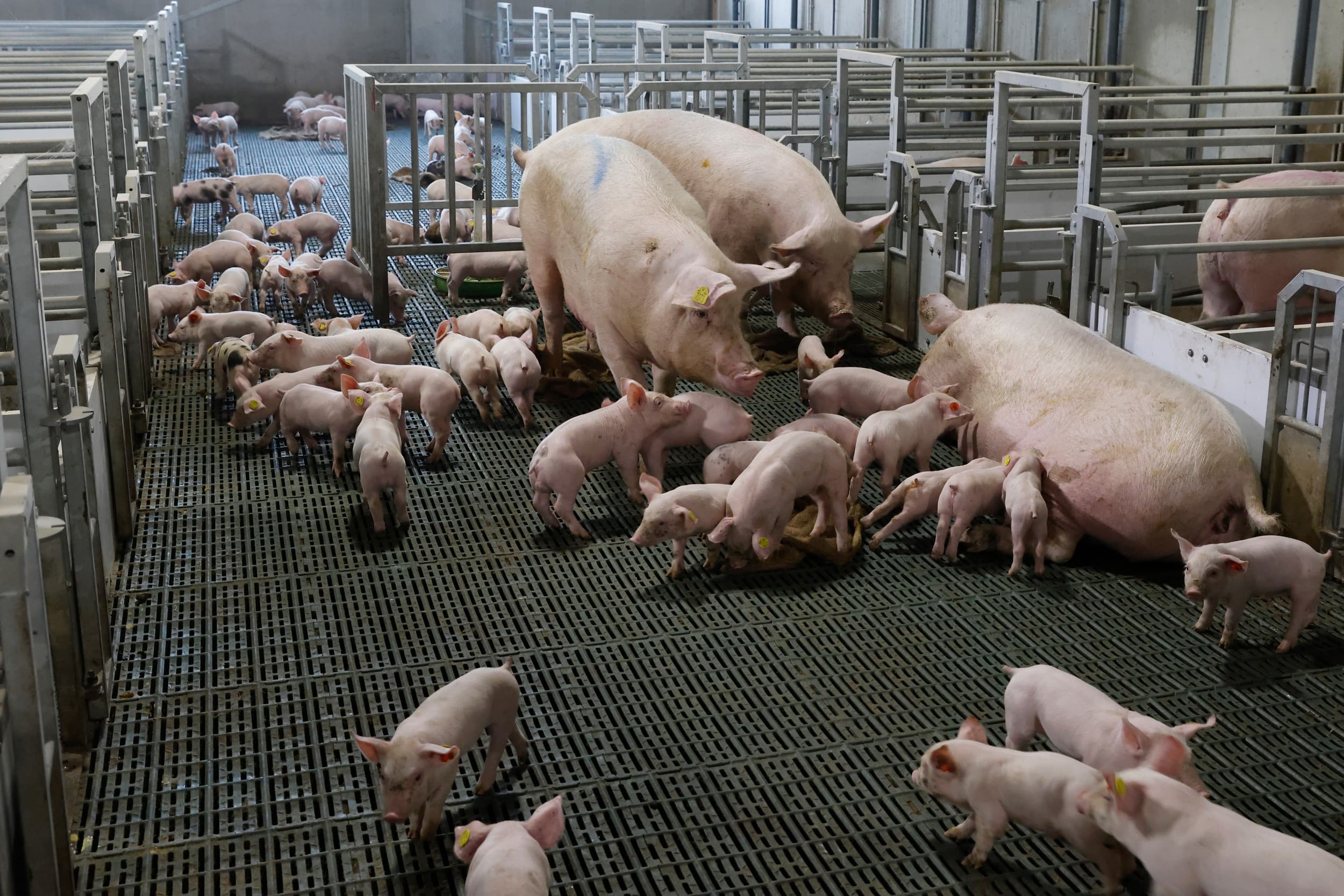 Varkensbedrijf Vernooij. – Foto: Ton Kastermans Fotografie