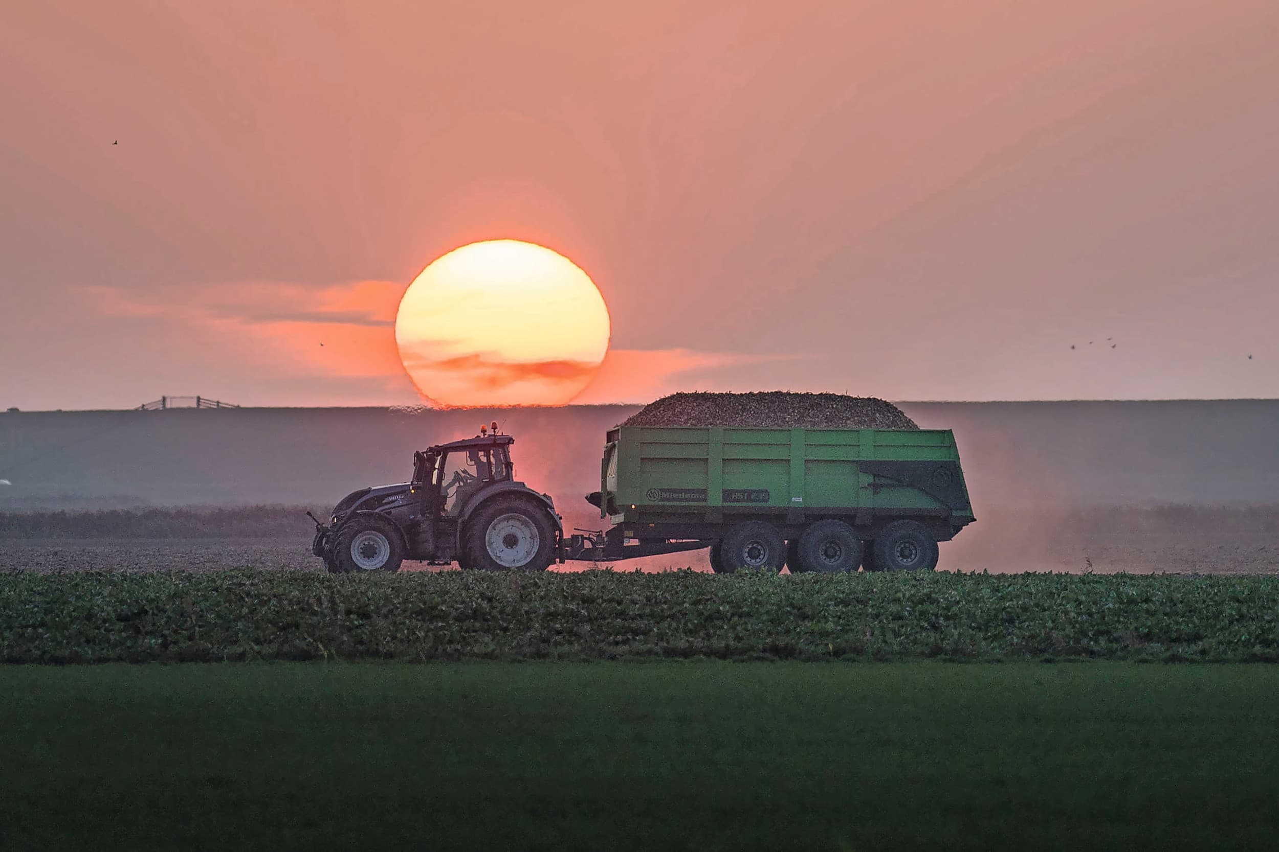 Zweitse Noorman, medewerker van Jensma Agro in Sint-Jacobsparochie (Fr.) rijdt hier op 21 september met de zaaiuien voor de ondergaande zon. Het perceel van 30 hectare in Westhoek, kon vlot geladen worden voor de regen uit. Het rooien was het begin van de week. – Foto: Mark Pasveer