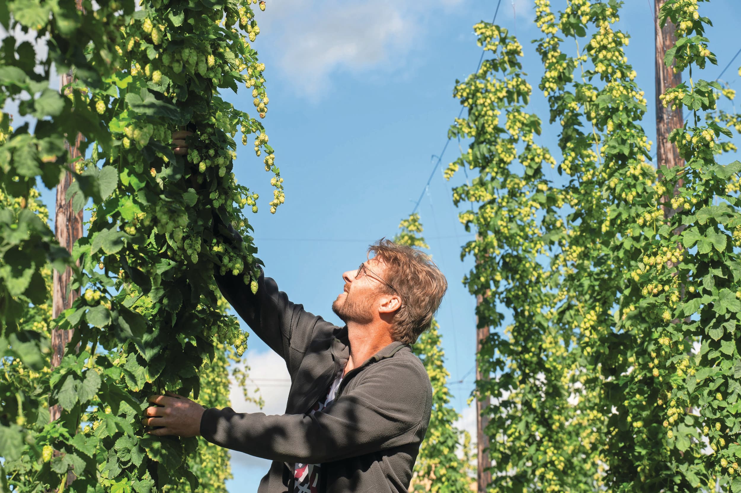 Roger Wouters is fruitteler en akkerbouwer in Reijmerstok. Hij teelt onder andere het akkerbouwgewas hop voor de Gulpener brouwerij. Inmiddels teelt hij alle hop voor de brouwerij biologisch. Dat is pionieren. – Foto’s: Twan Wiermans