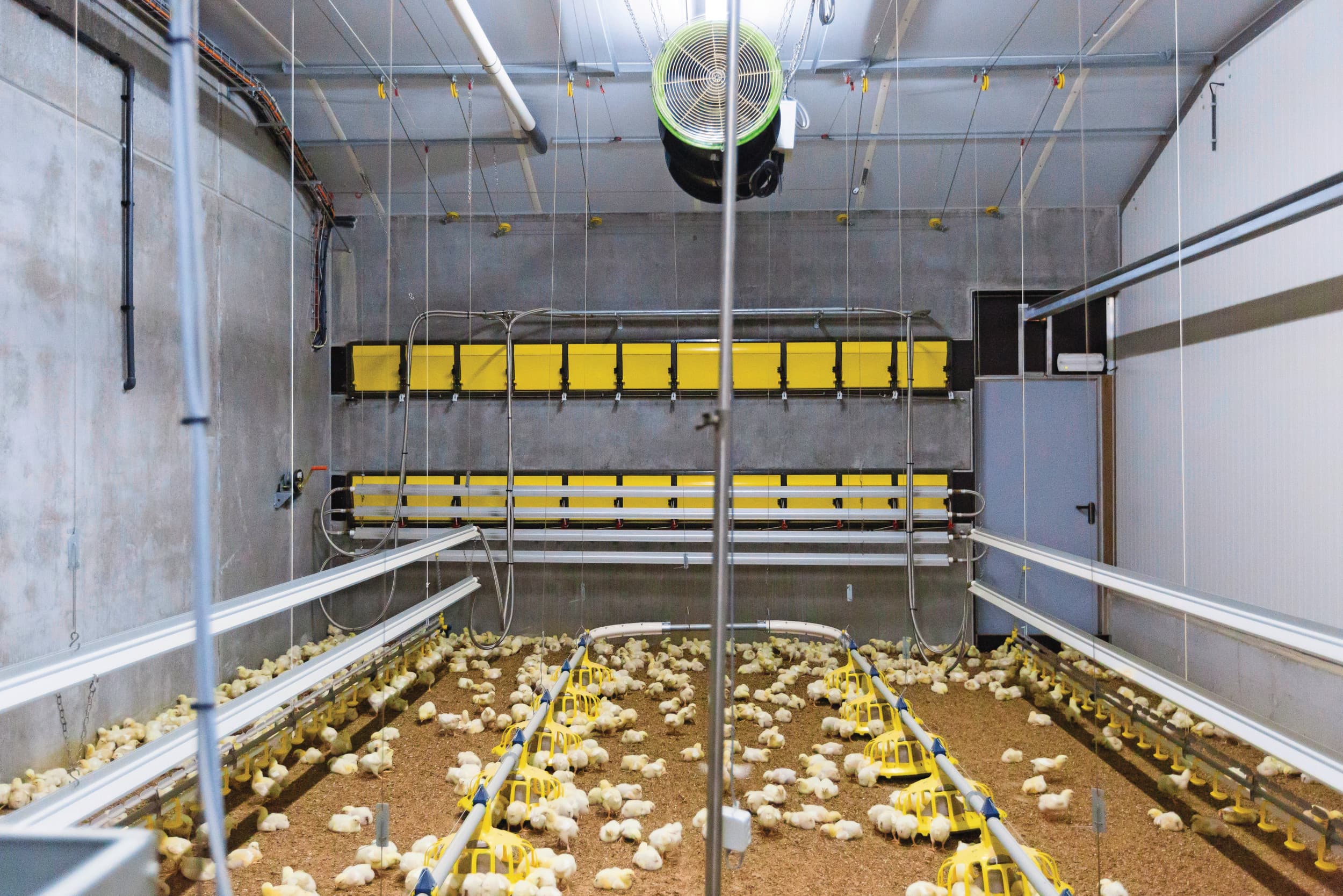 De vleeskuikens in Geel zijn deels gehuisvest in afdelingen van 112,5 vierkante meter. Foto: Proefbedrijf Pluimveehouderij Geel. Foto: Proefbedrijf Pluimveehouderij