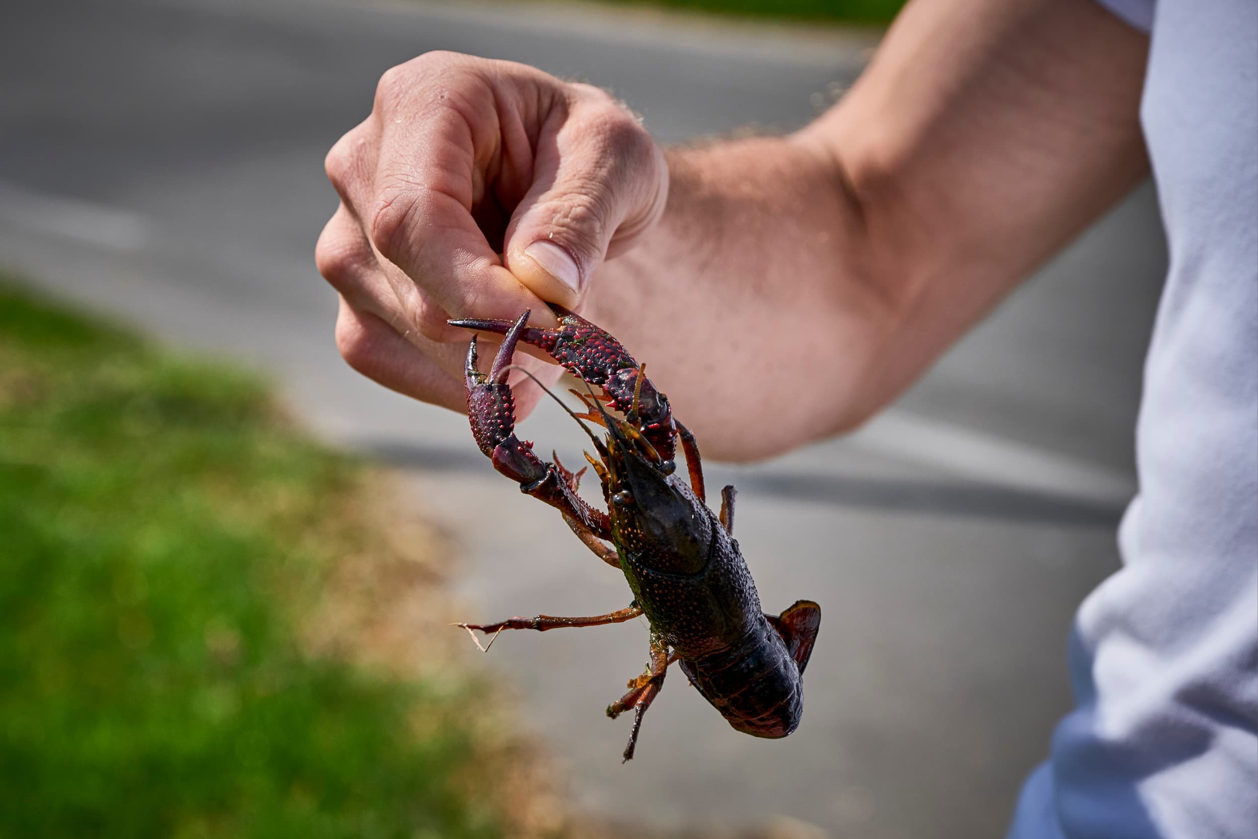 Op heel wat plekken in Nederland vormen de Amerikaanse rivierkreeften een ware plaag. Foto: Roel Dijkstra