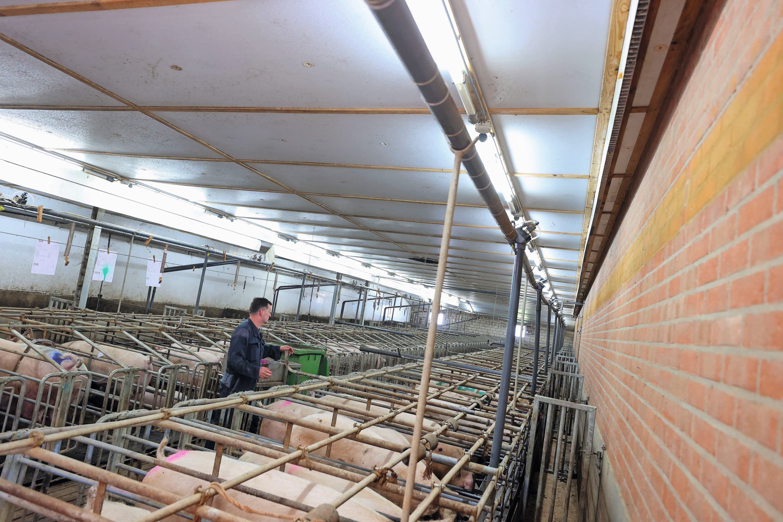 klimaat belangrijk voor varkensstal