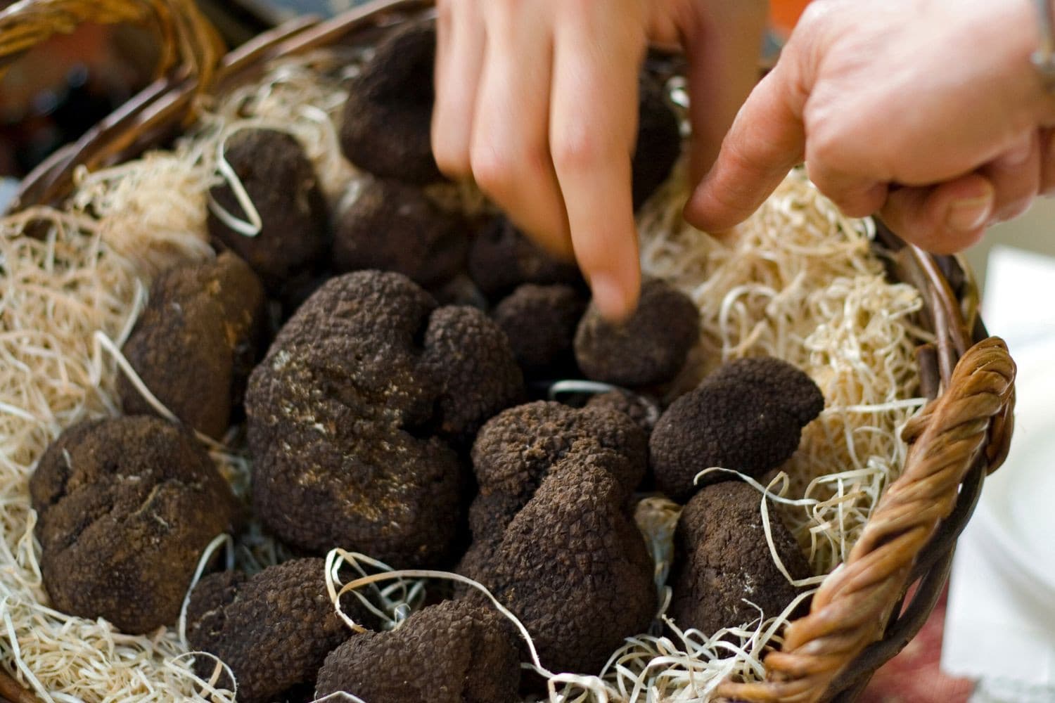 Magische truffels worden vooral gebruikt vanwege hun hallucinogene effecten en niet als bron van dagelijkse voedingsstoffen. – Foto: Canva