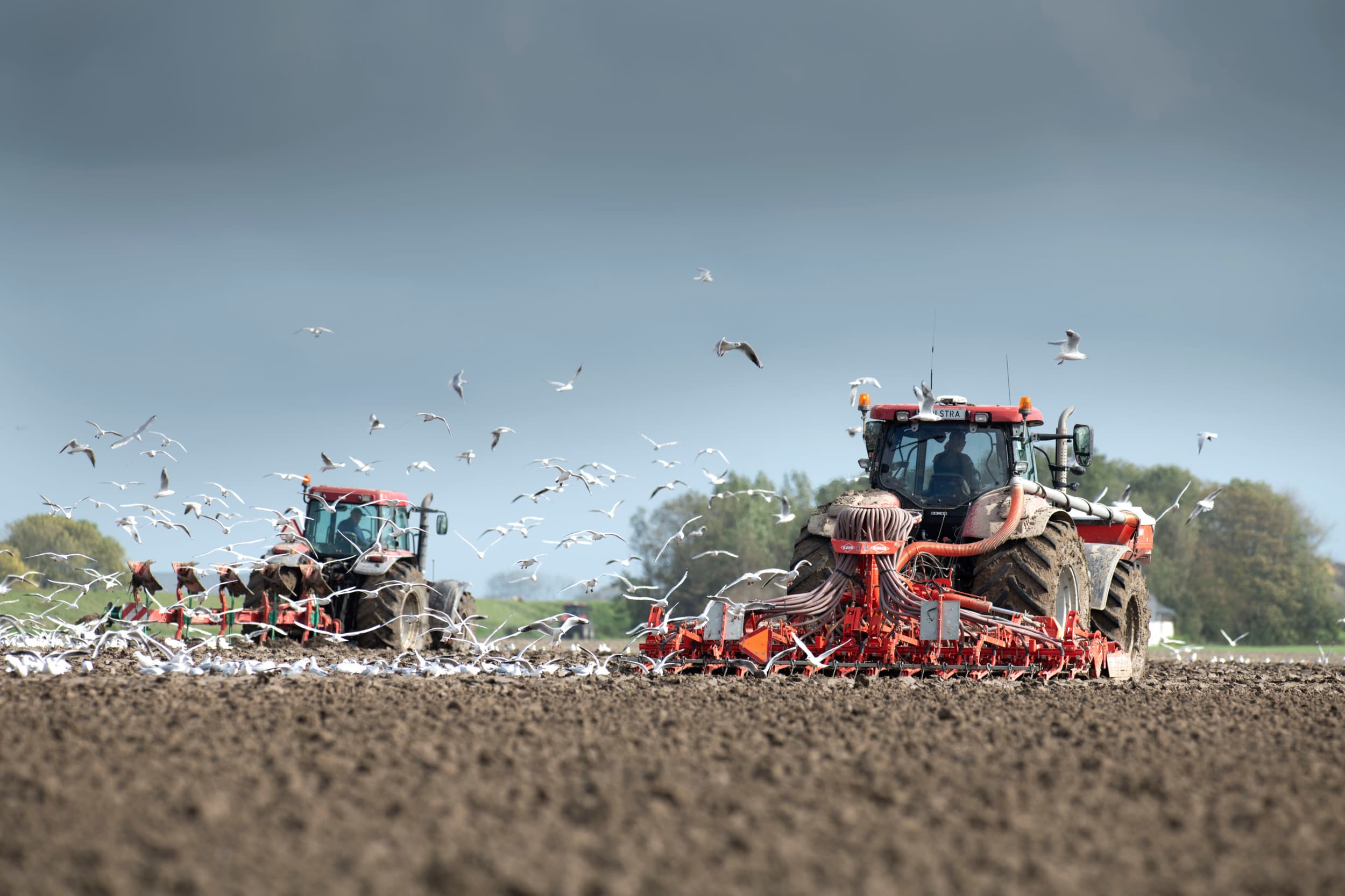 tarwerassen voor baktarwe