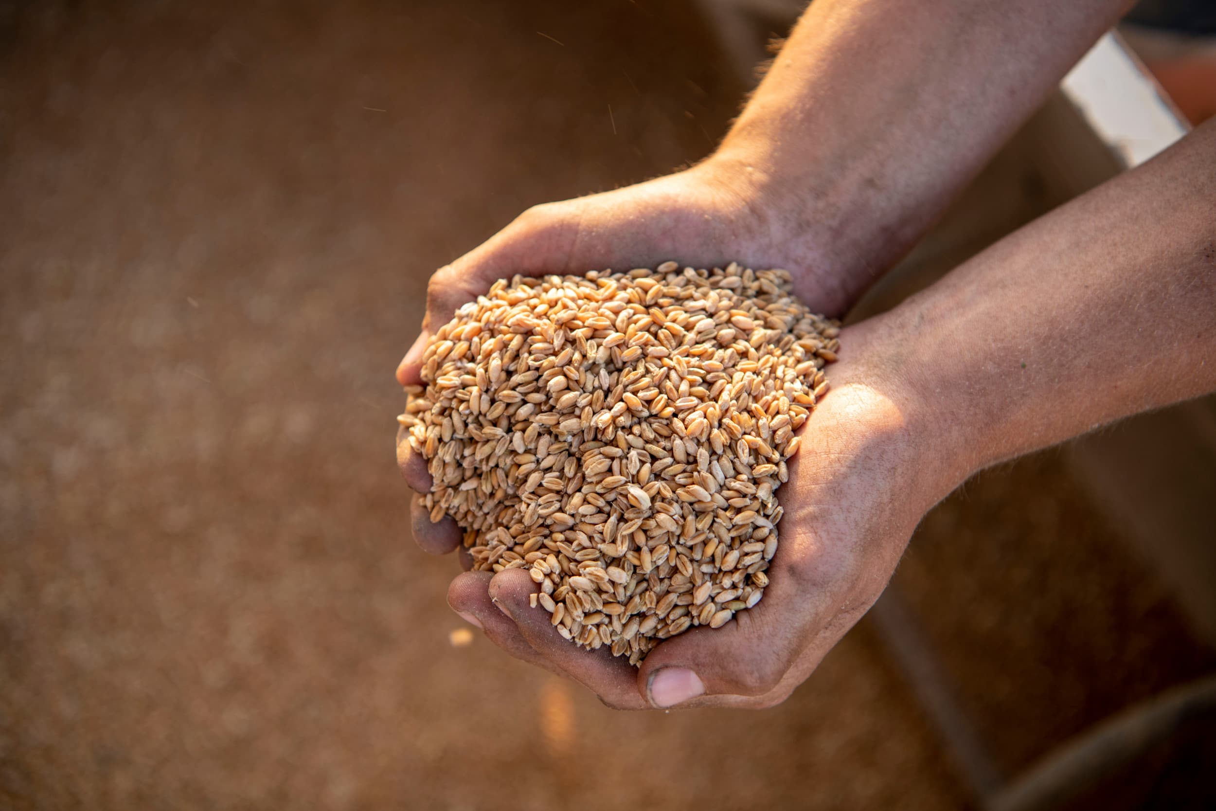Waarom mogen producten die buiten de EU worden geproduceerd wel restanten van gewasbeschermingsmiddelen bevatten als die middelen in de EU verboden zijn? Het Europees Parlement heeft een voorstel van de Partij voor de Dieren aangenomen om dat voortaan te verbieden. Het gaat om kleine hoeveelheden carbendazim en cyproconazool die op geïmporteerde koffie, granen, fruit en suikerbieten zitten. – Foto: Mark Pasveer