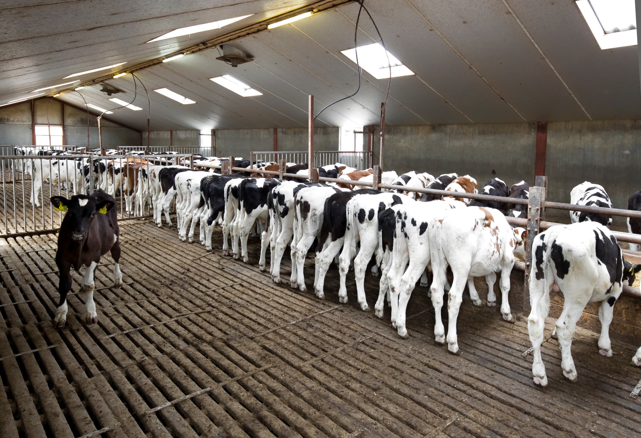 Zowel houten (foto) als betonnen roostervloeren zijn niet schadelijk of oncomfortabel voor kalveren, aldus de rechter. Foto: Ruud Ploeg
