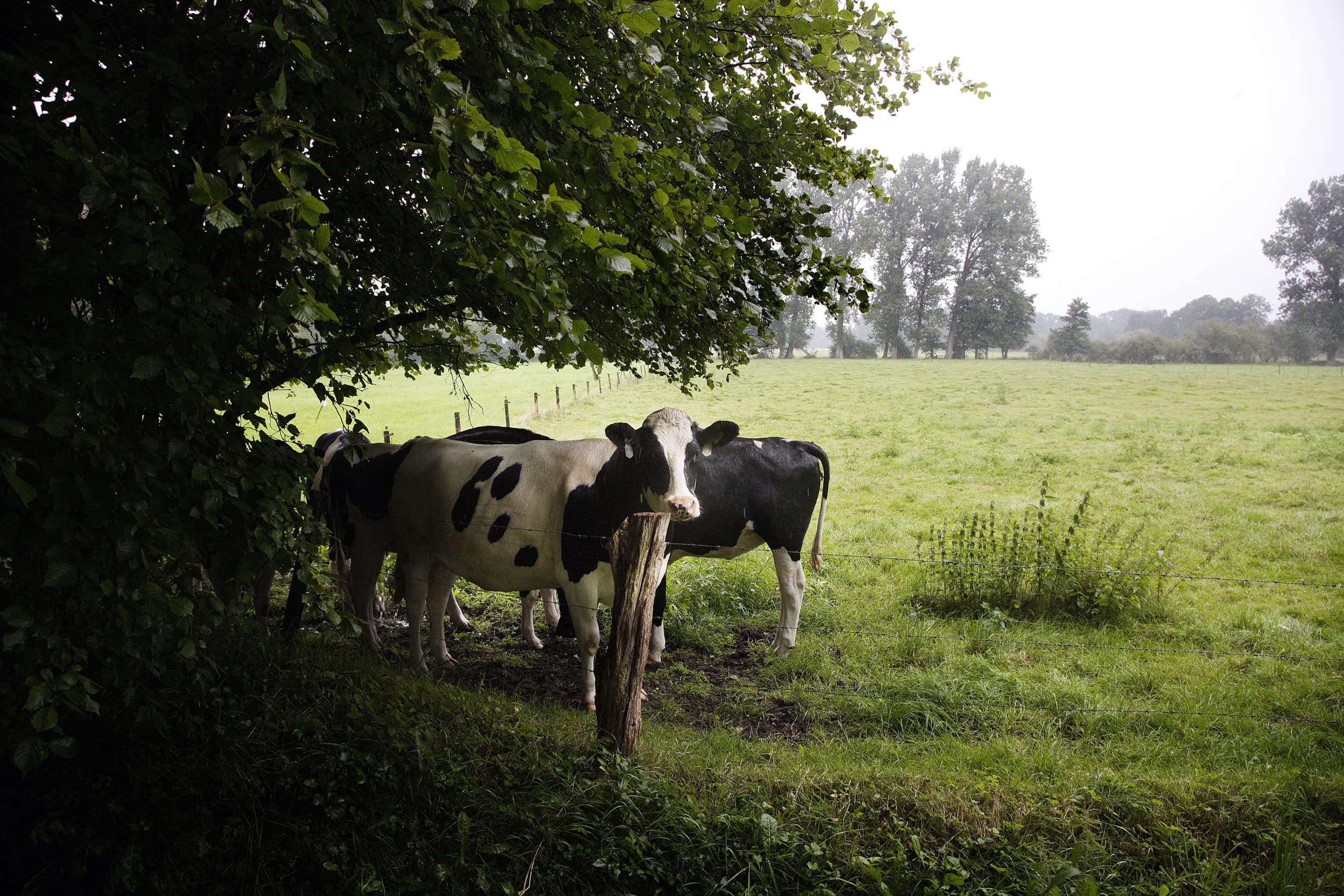 Hoewel doelenbeleid motiverend kan werken, blijkt uit onderzoek dat zowel rekenmodellen als metingen geen eenvoudige oplossingen bieden voor het stikstofprobleem in de natuur. – Foto: Hans Prinsen