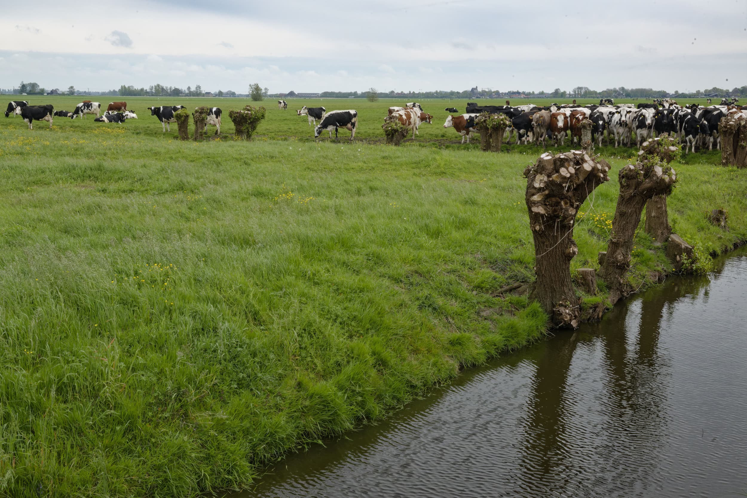 reacties op mestplan femke wiersma