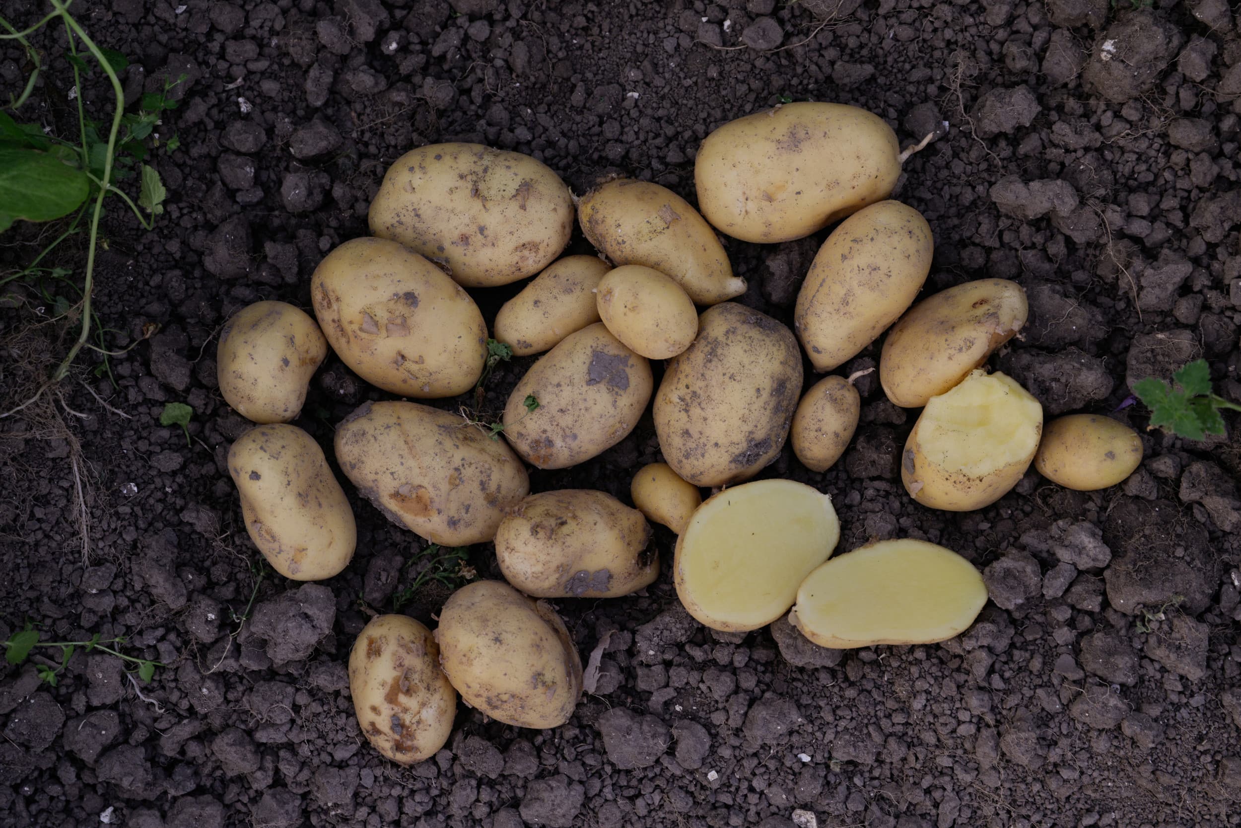 Plantenziekten vormen een groot probleem voor de aardappelteelt. – Foto: Ton Kastermans Fotografie