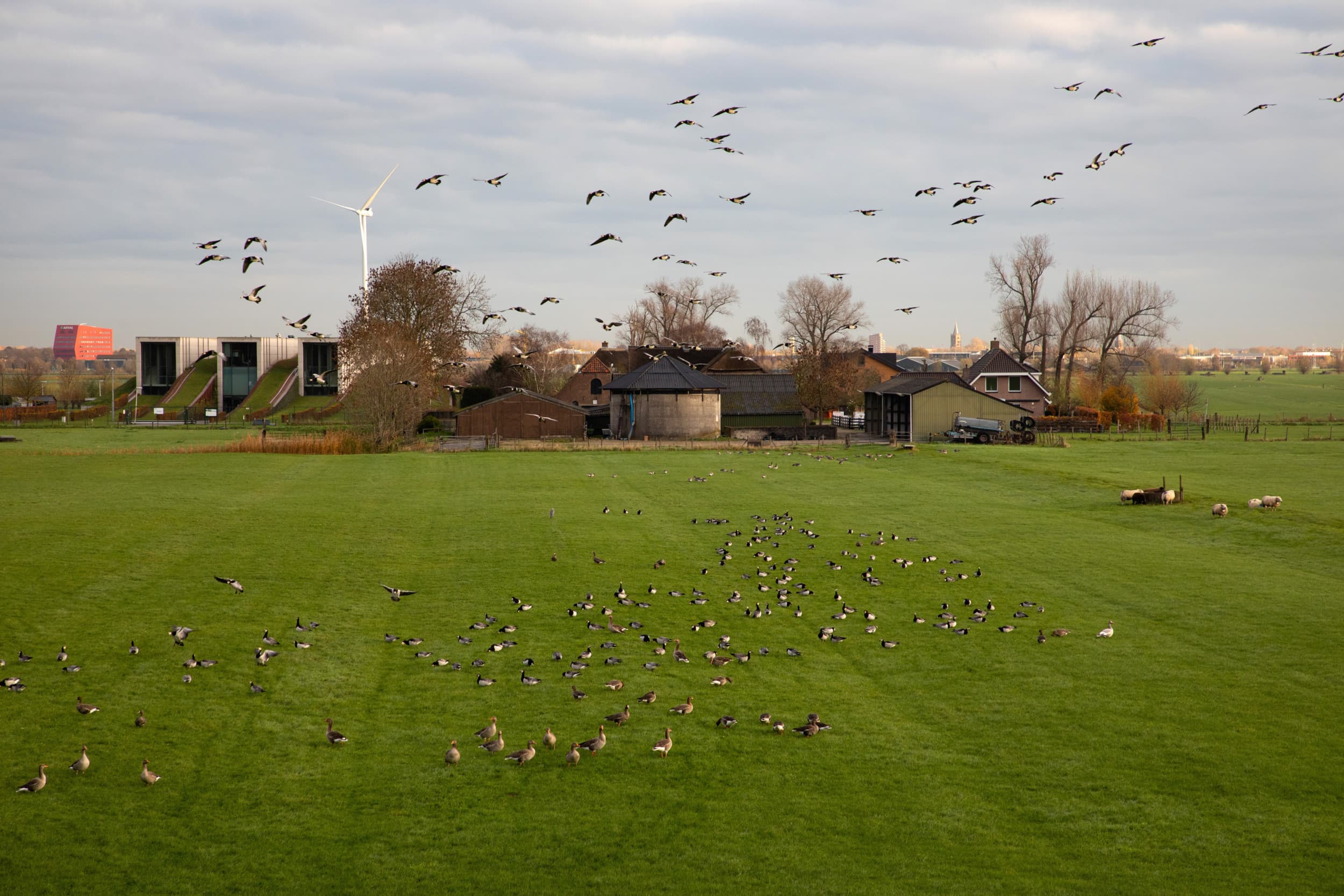relatie vogelgriep en vogeltrek